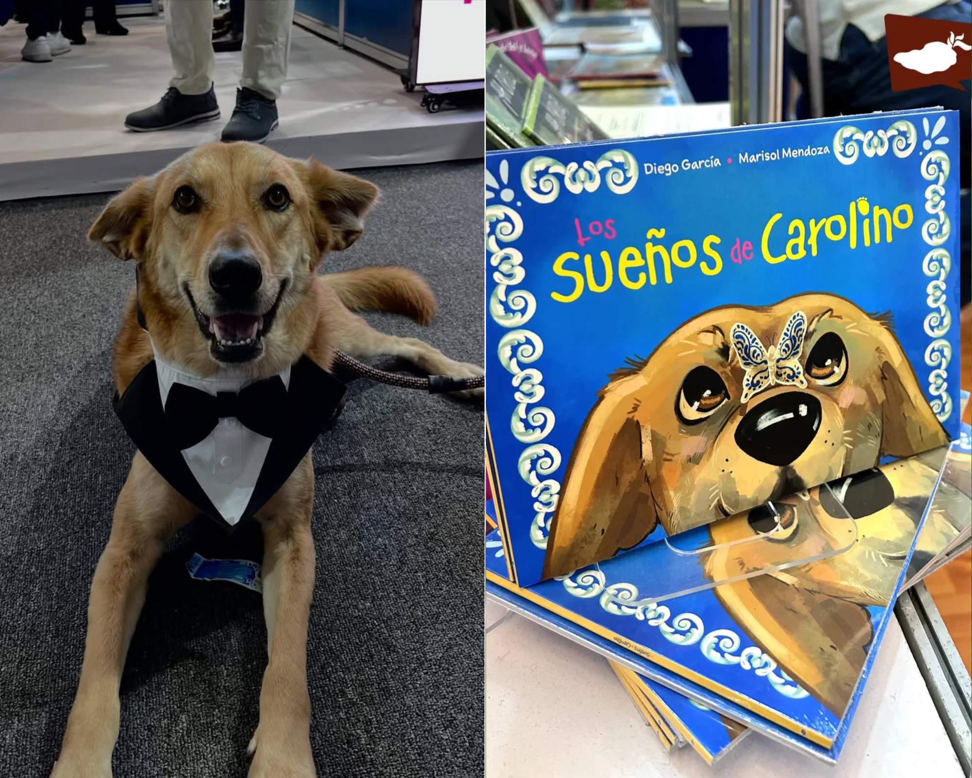 Perrito callejero fue adoptado por una universidad y ahora tiene su propio libro