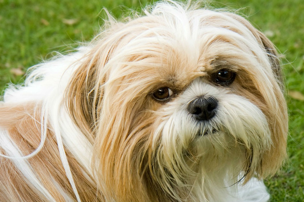 Razas de perros: esta es la más alegre y juguetona