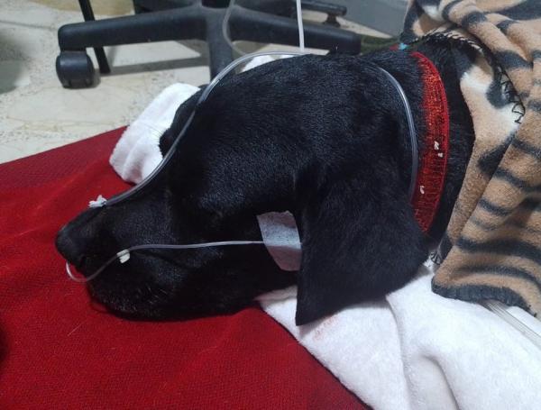 Perro antiexplosivo y su guía resultaron heridos por una mina antipersona