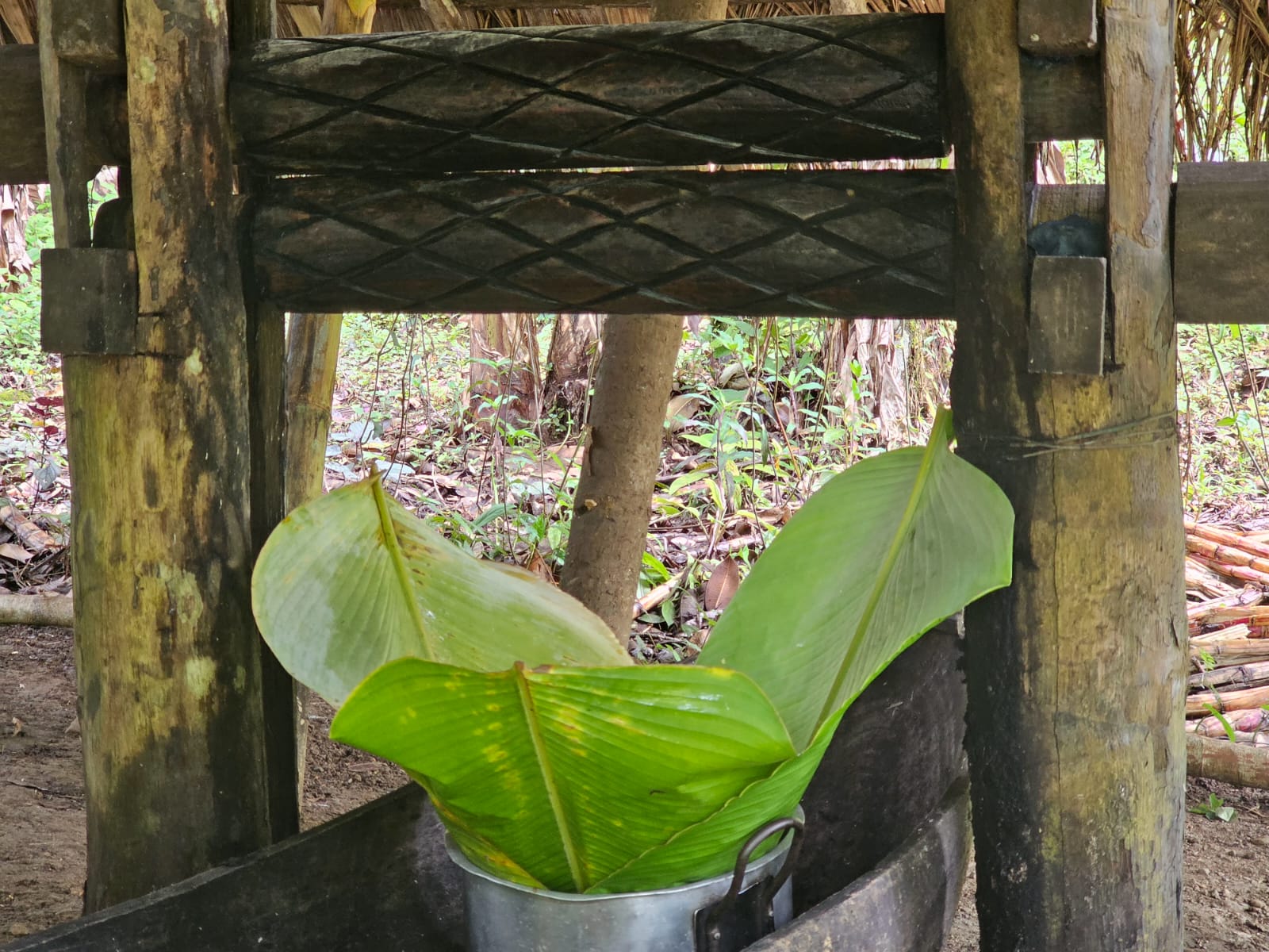 El trapiche es una máquina tradicional que se utiliza para extraer el jugo de la caña de azúcar. Generalmente funciona con rodillos que exprimen los tallos de caña al hacerlos pasar entre ellos.