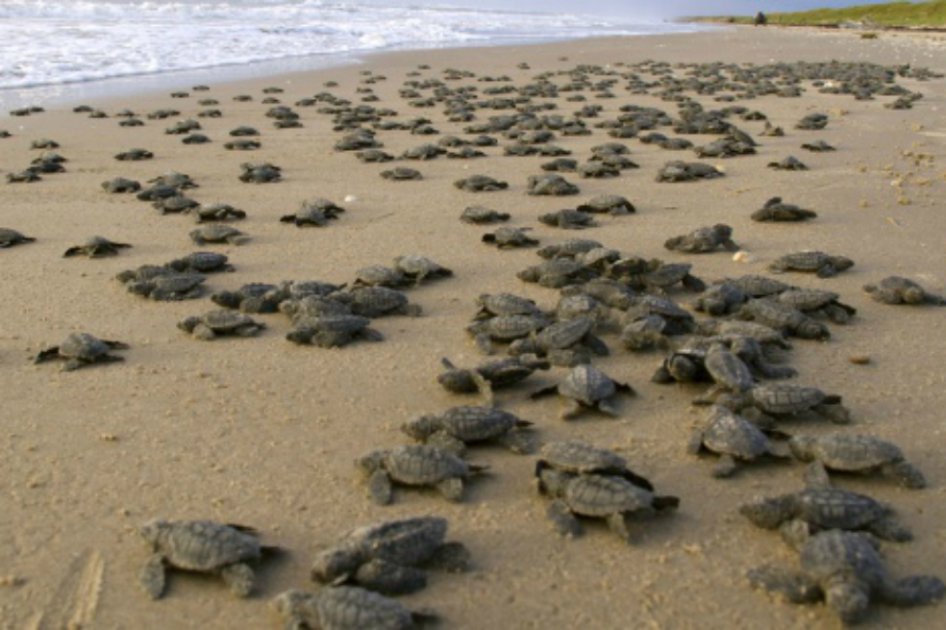 Cerca de 16.000 tortugas en peligro de extinción anidan en costas del Océano Pacífico