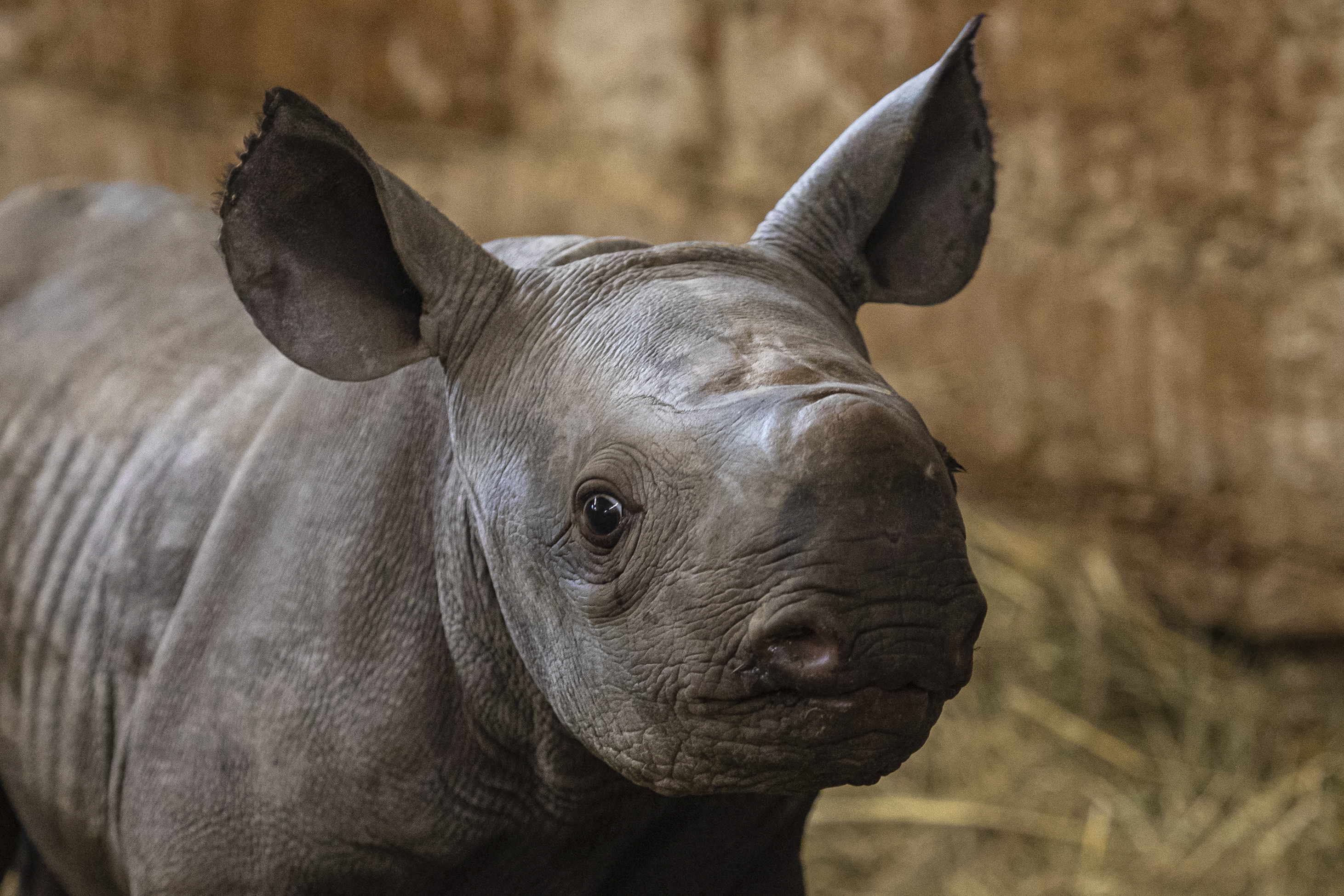 Nueva cría de rinoceronte negro, esperanza para una especie en peligro de extinción