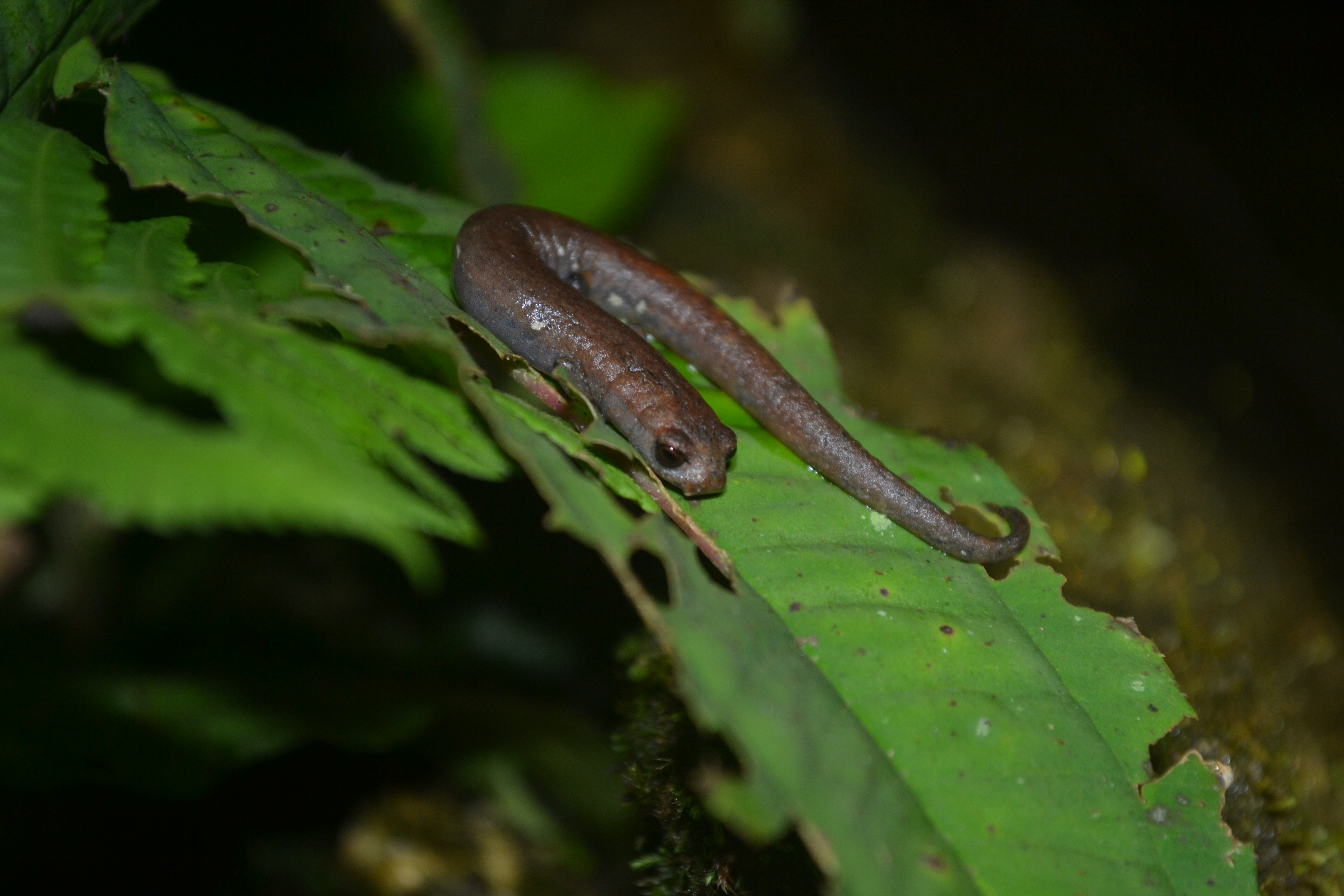 Salamandra de la especie Bolitoglossa savagei.  // Foto Liliana Saboyá