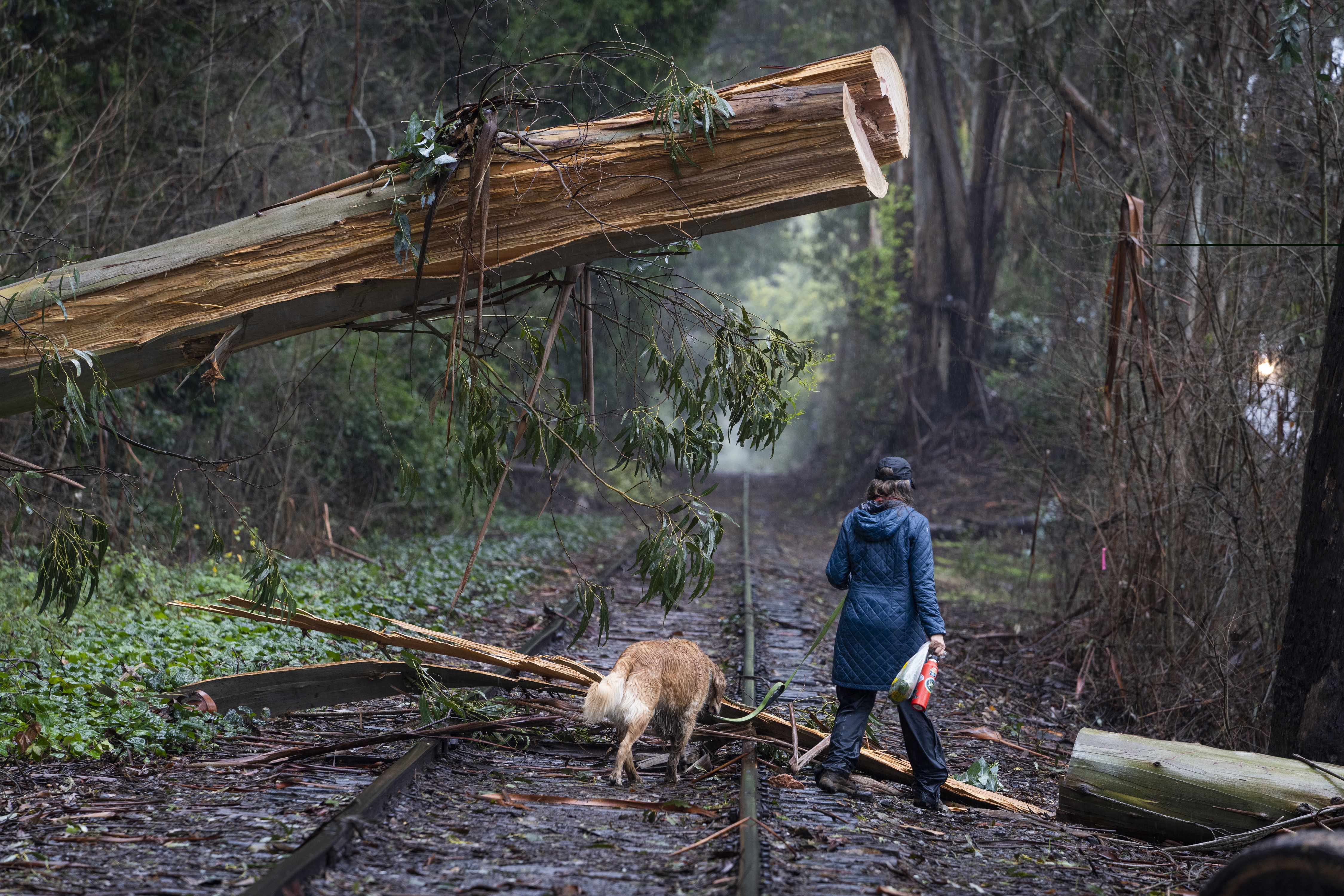 Capitola (United States), 11/01/2023.- A woman walks her dog under a downed tree in the rain in Capitola, California, USA, 11 January 2023. California Governor Gavin Newsom proclaimed a state of emergency due to the winter storms. Many California counties are under flood warnings. (Estados Unidos) EFE/EPA/LIPO CHING