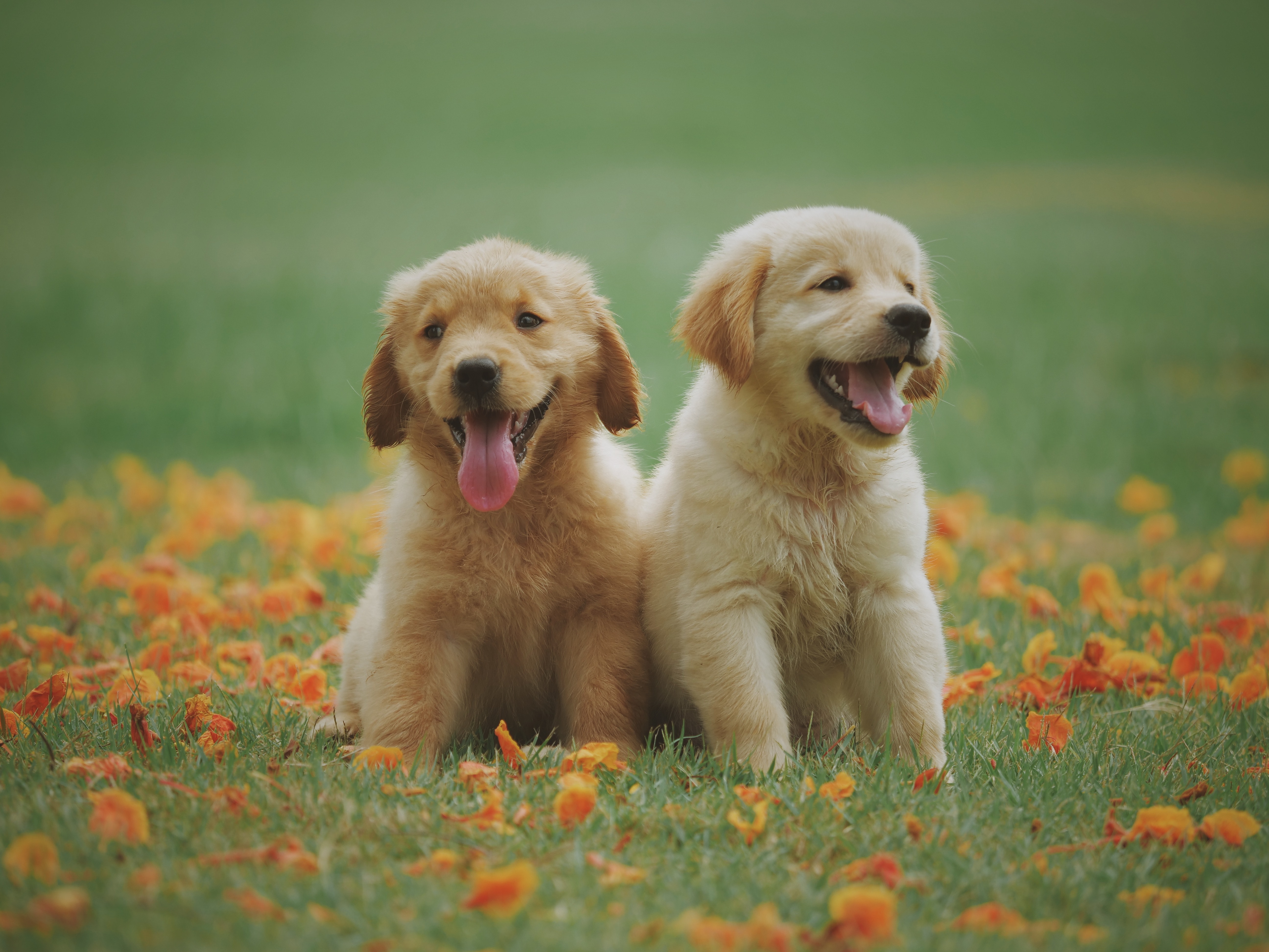 Insuficiencia renal crónica en perros y gatos: síntomas, cuidados y tratamiento
