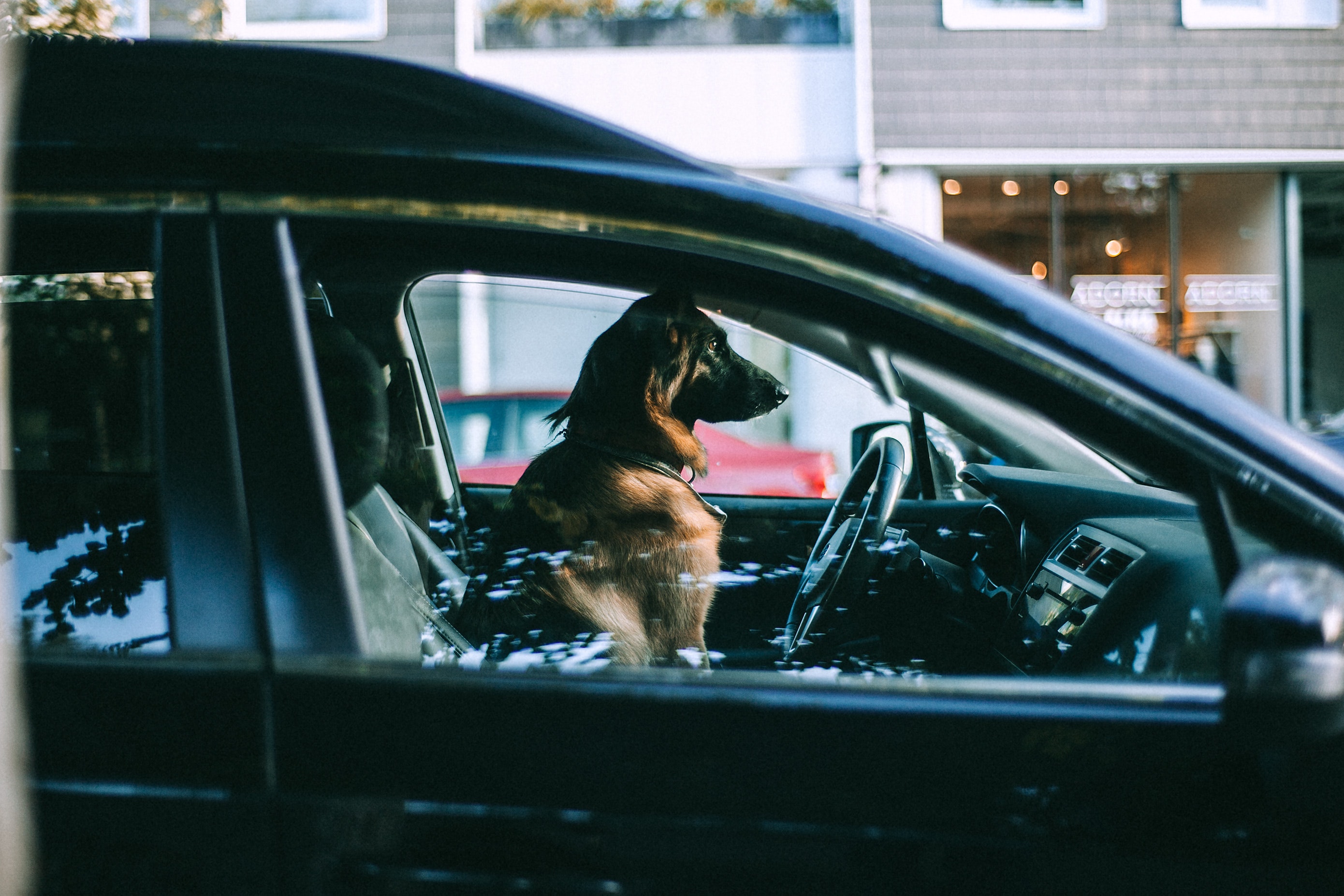 Ciudad en Australia prohibió a las personas sin hogar tener mascotas, ¿por qué?