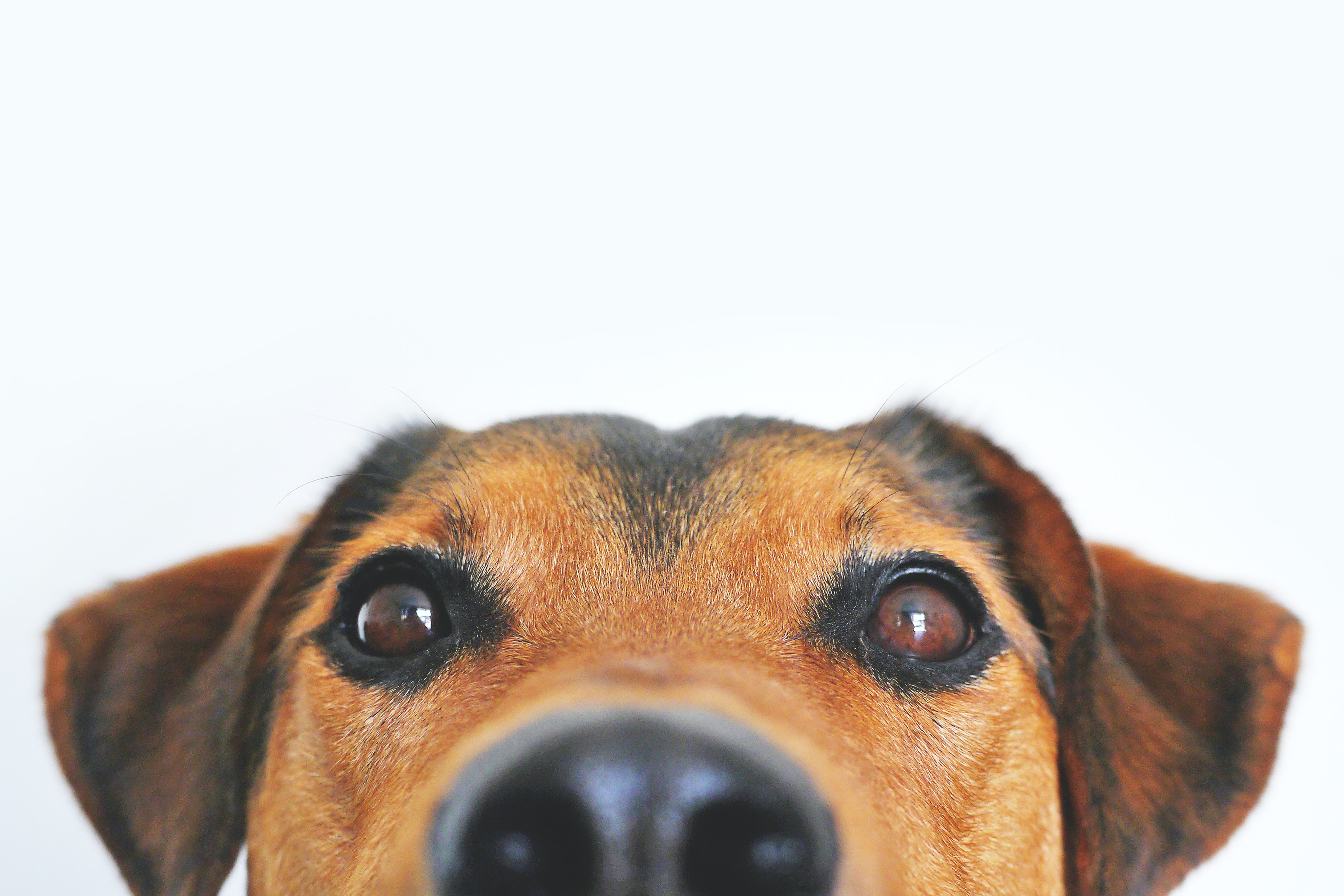 Seis emprendimientos que deben conocer los amantes de las mascotas