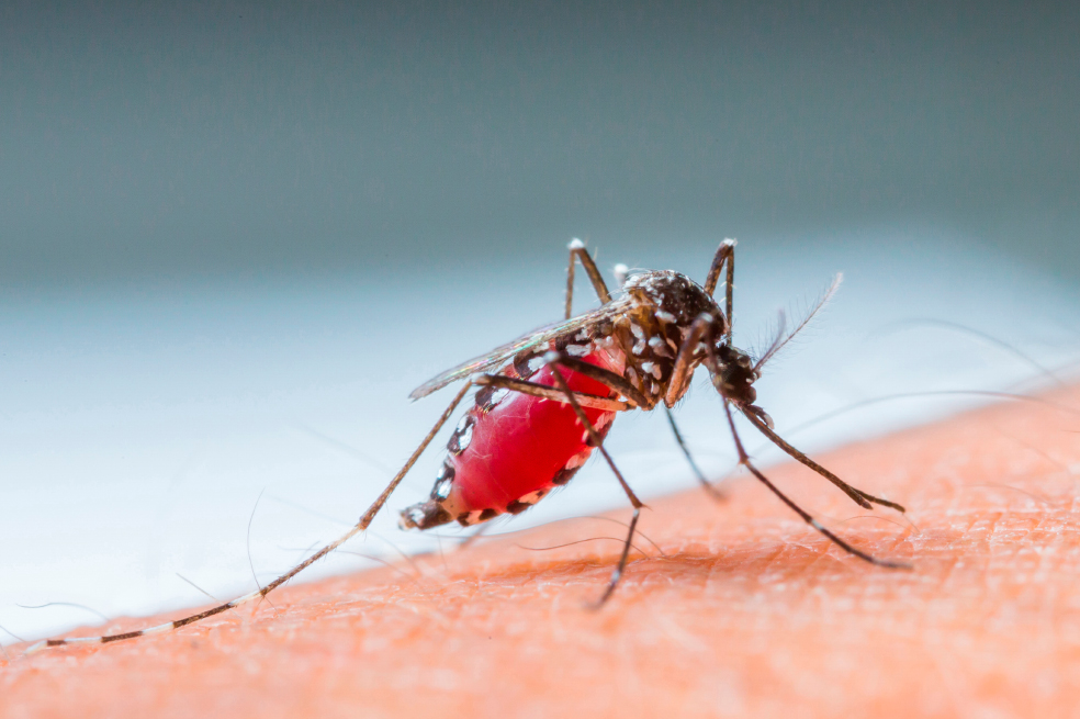 Así condicionó la malaria la expansión de los primeros humanos en África