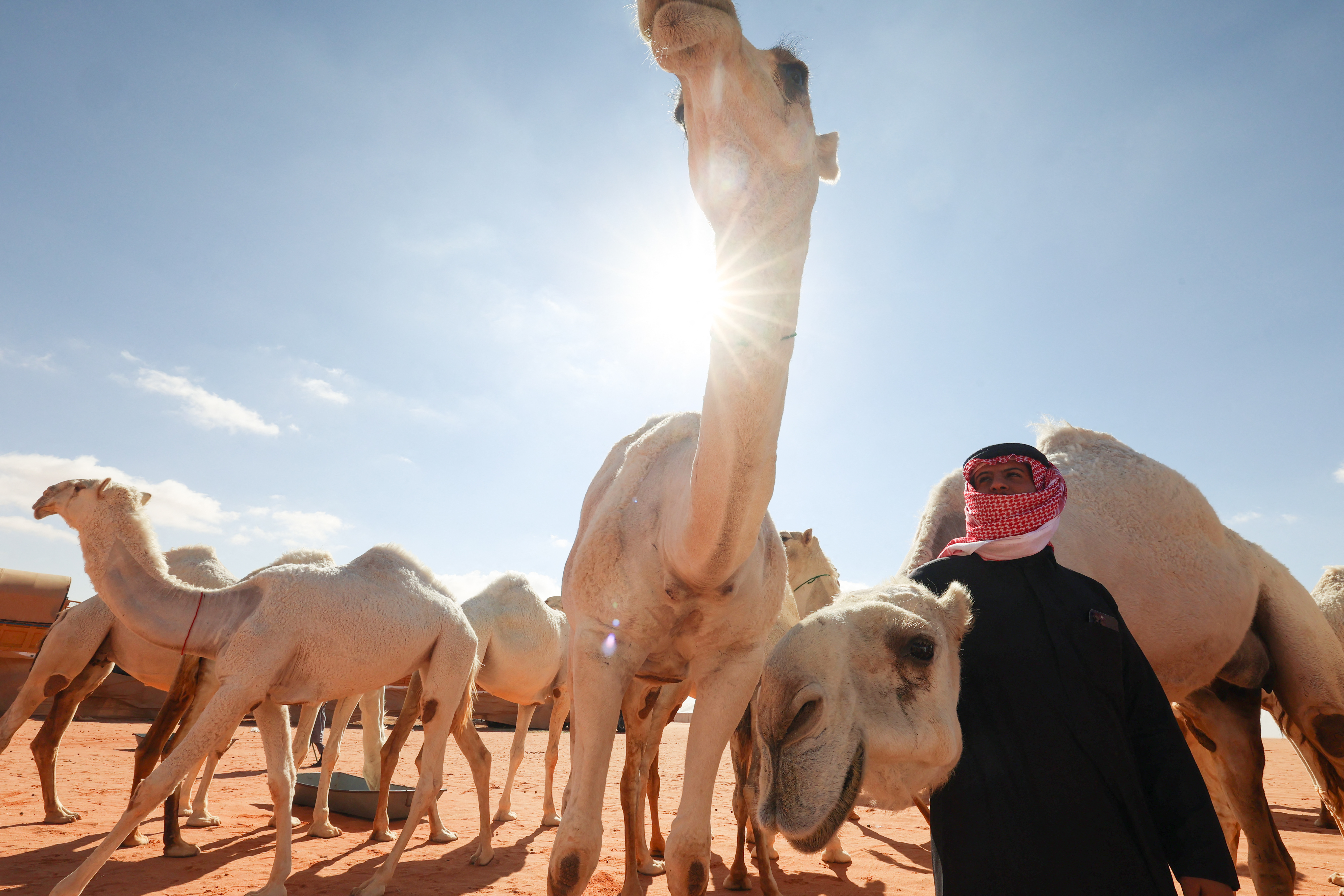 Saudi herder Mansour al-Qatula is pictured next to his animals during the annual King Abdulaziz Camel Festival in Rumah desert, northeast of the Saudi capital Riyadh, on January 10, 2023. - Qatula uses a mode of communication with camels, known as Alheda'a which was recently inscribed on UNESCO's list of intangible cultural heritage, highlighting the deep traditional connection between camels and inhabitants of the Arabian Peninsula. (Photo by Fayez Nureldine / AFP)