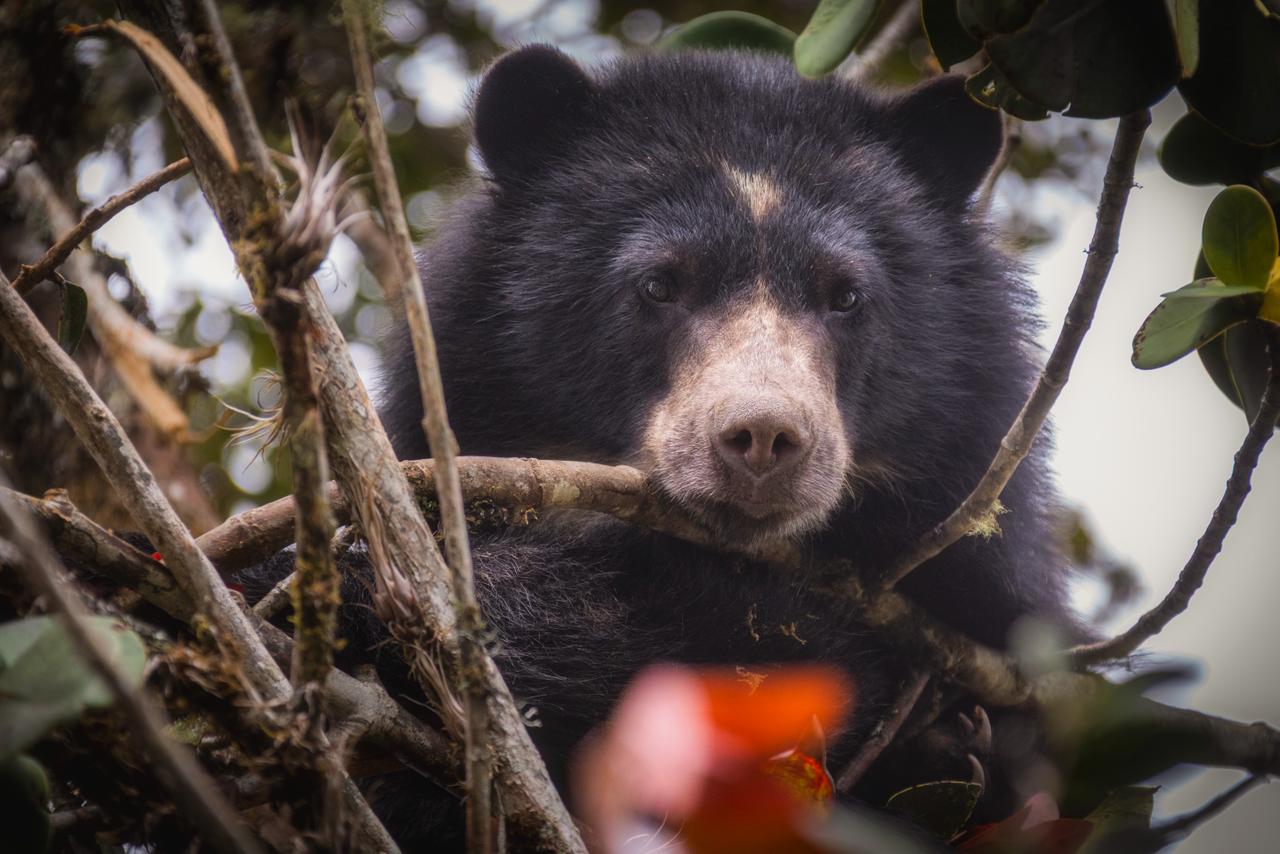 Oso andino