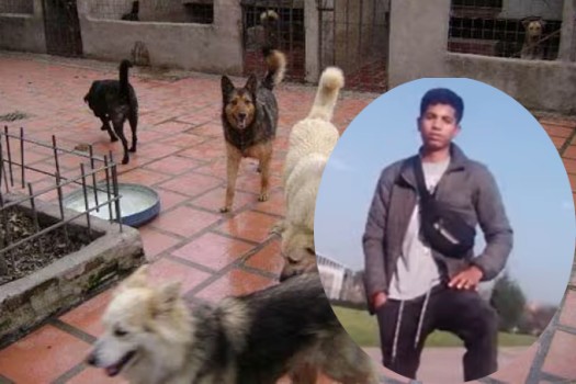 Tras ataque de perros callejeros en Bogotá, joven perdió sus dos brazos