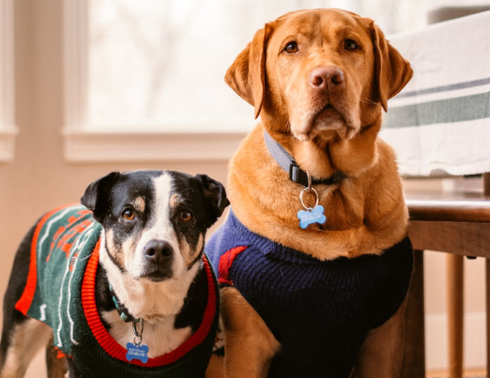 ¿Por qué existe tanta diversidad genética en las razas de perros?
