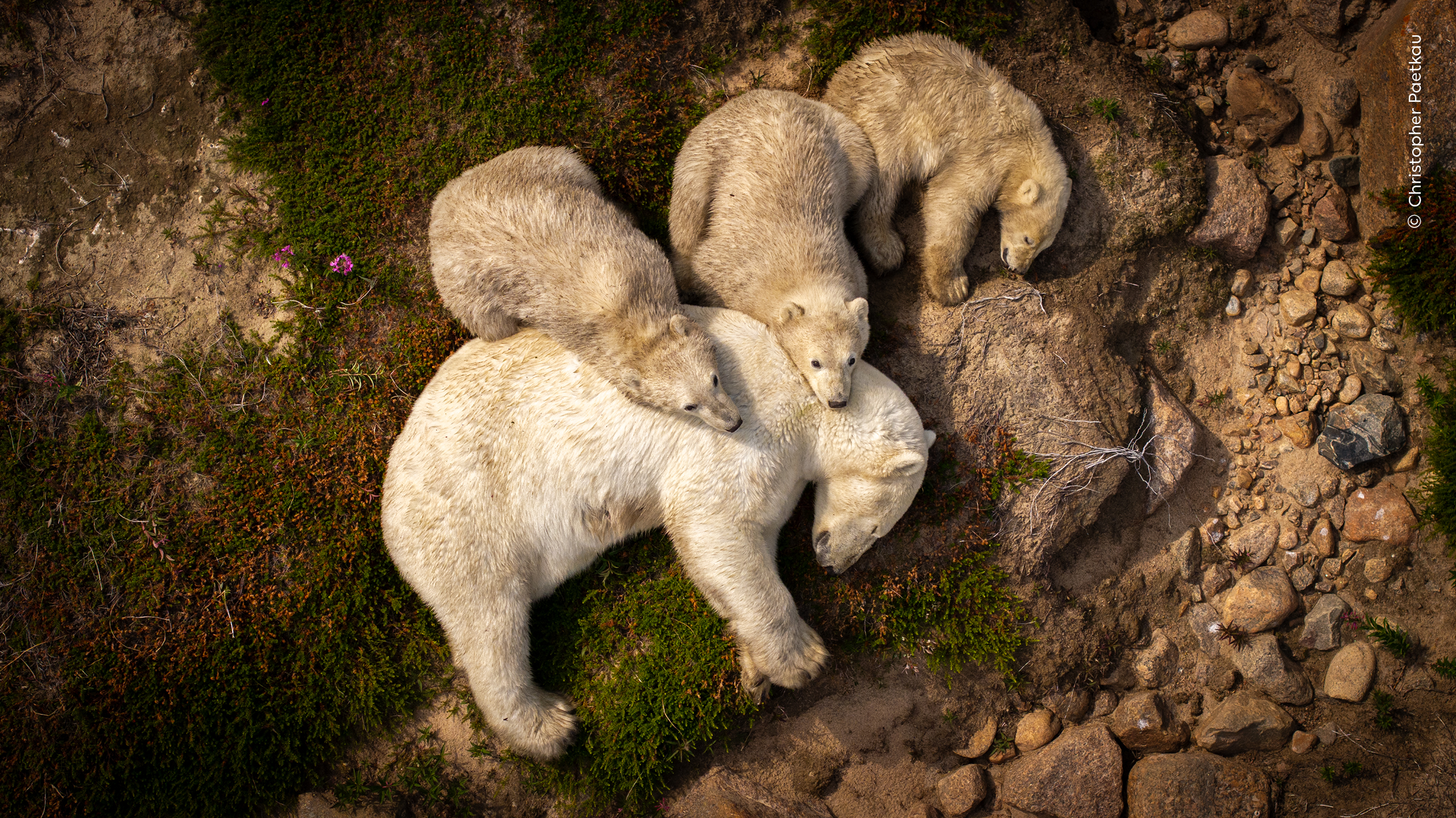 Fotógrafo de vida silvestre: estas son las fotos finalistas. Usted puede elegir la ganadora