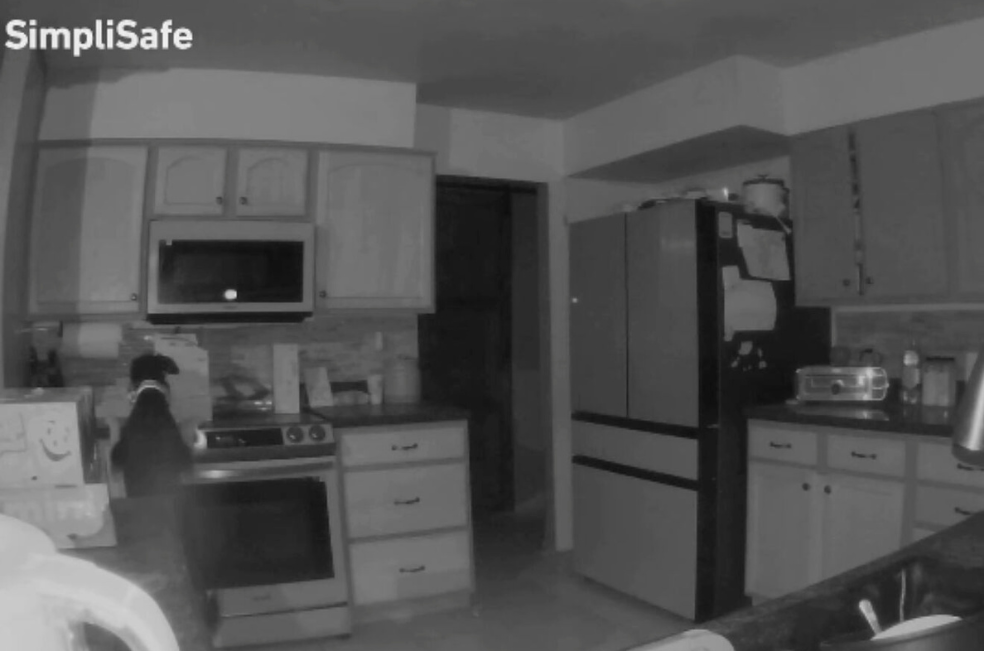 (Video) La curiosidad de un perro hizo que prendiera fuego a su casa, ¿qué pasó?