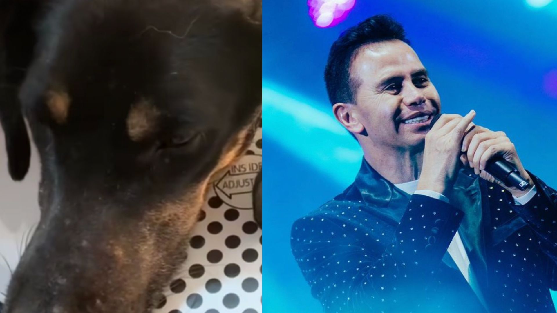 Jhonny Rivera rescató a perrita que fue atacada con machete por morder a un trabajador