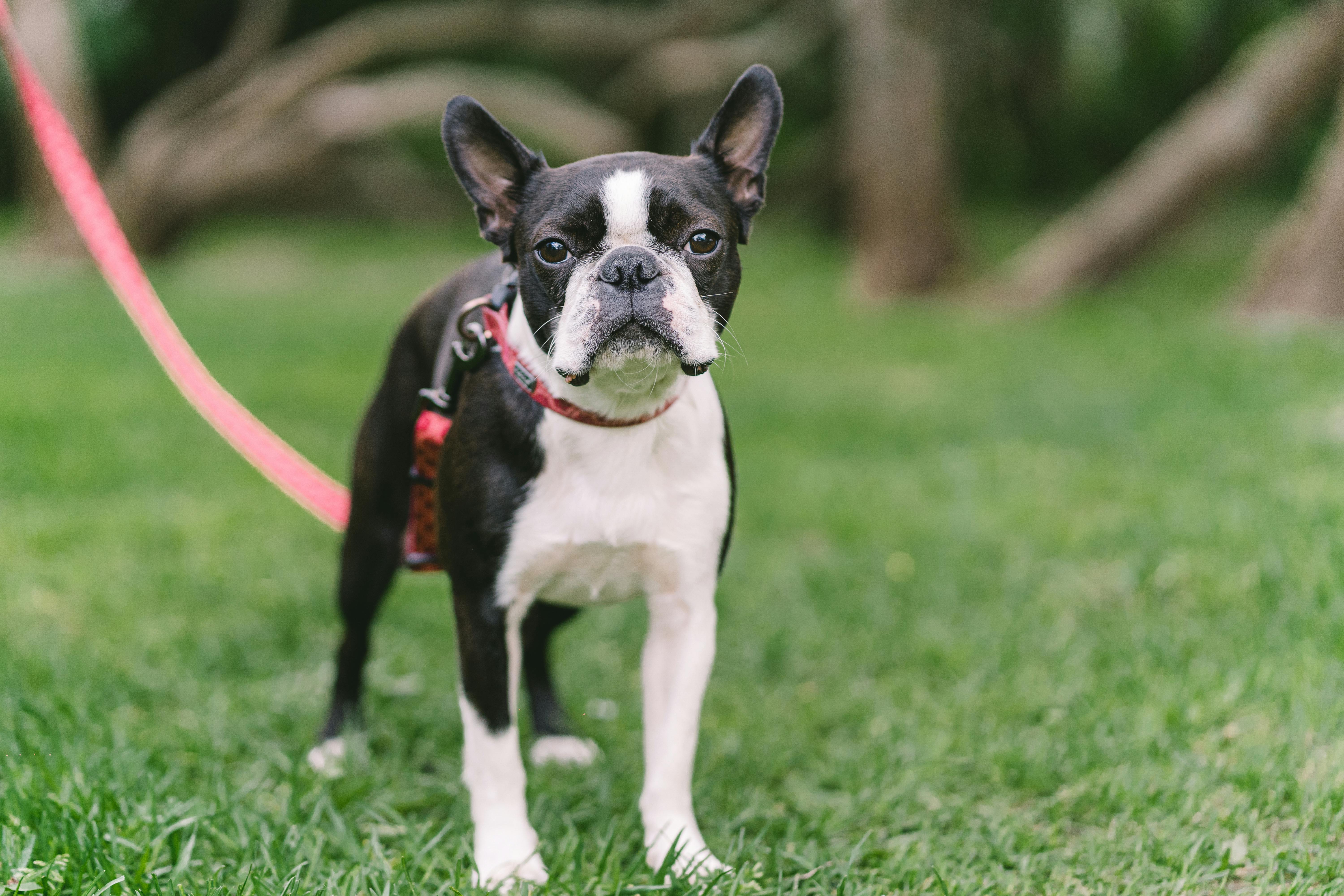 ¿Cuáles son las razas de perros más limpias?