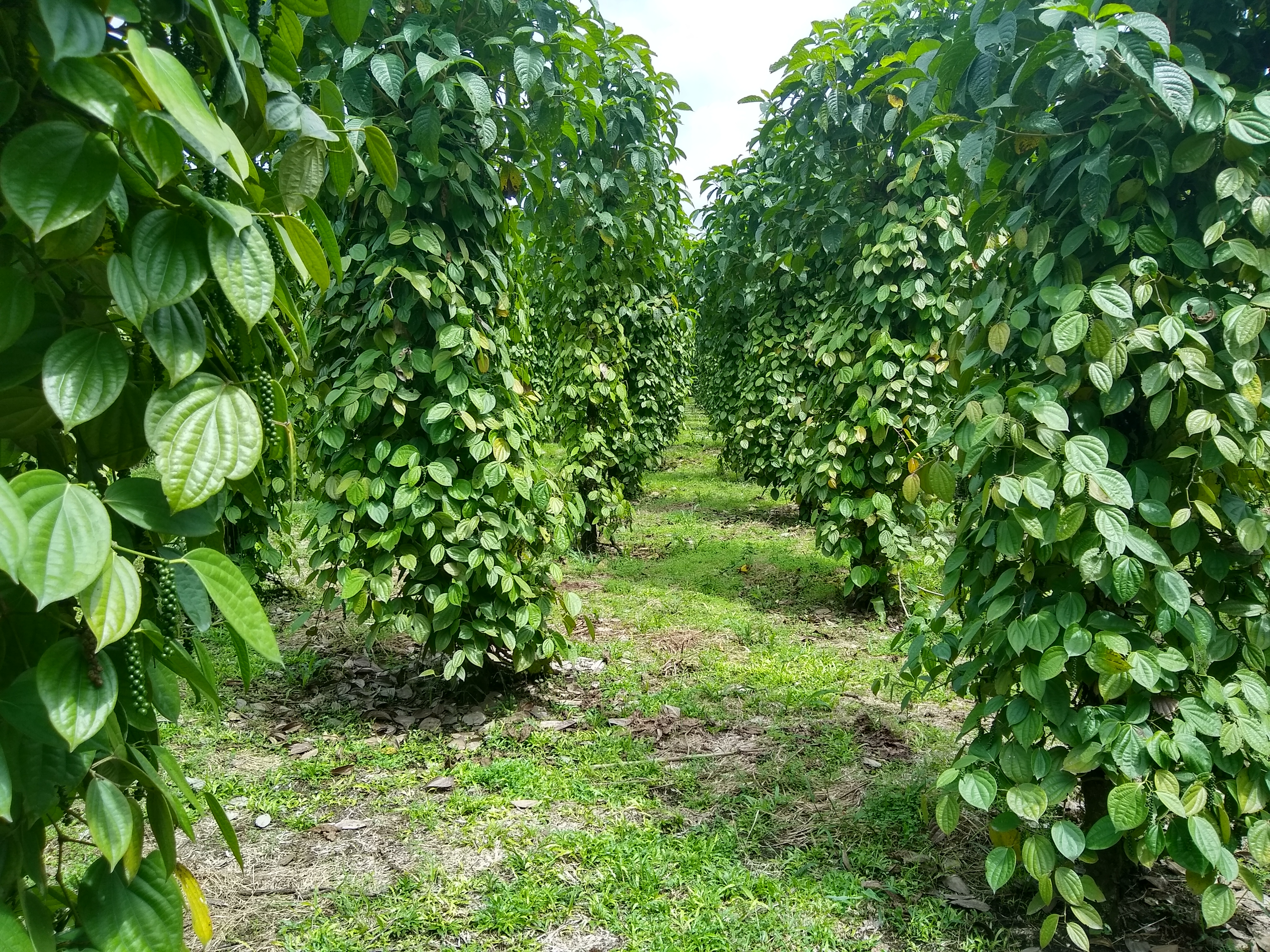 Pimienta del Putumayo: agricultura limpia y paz territorial