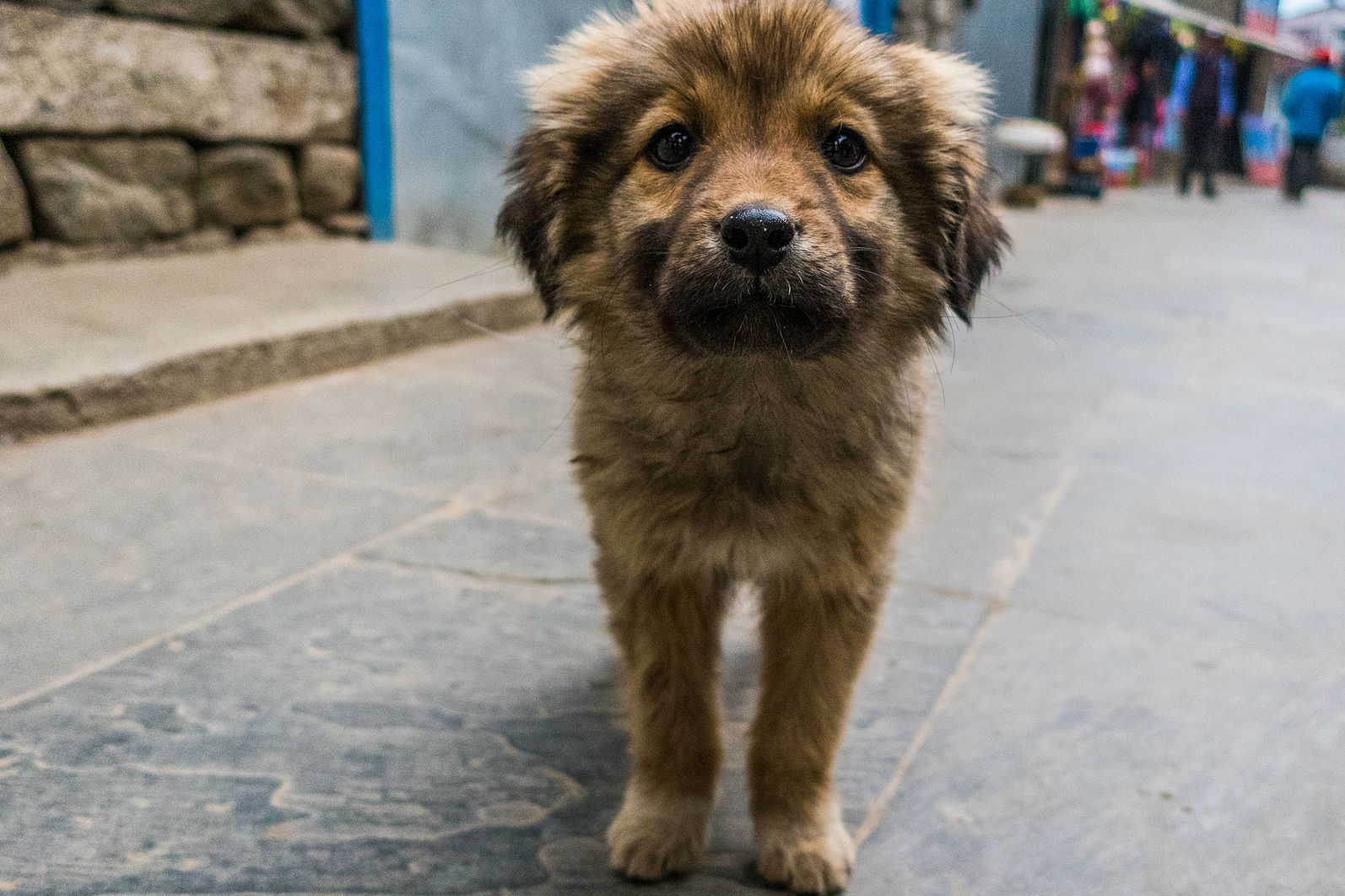 Matan a perros callejeros para «limpiar» ciudades rusas donde se jugará Mundial 2018