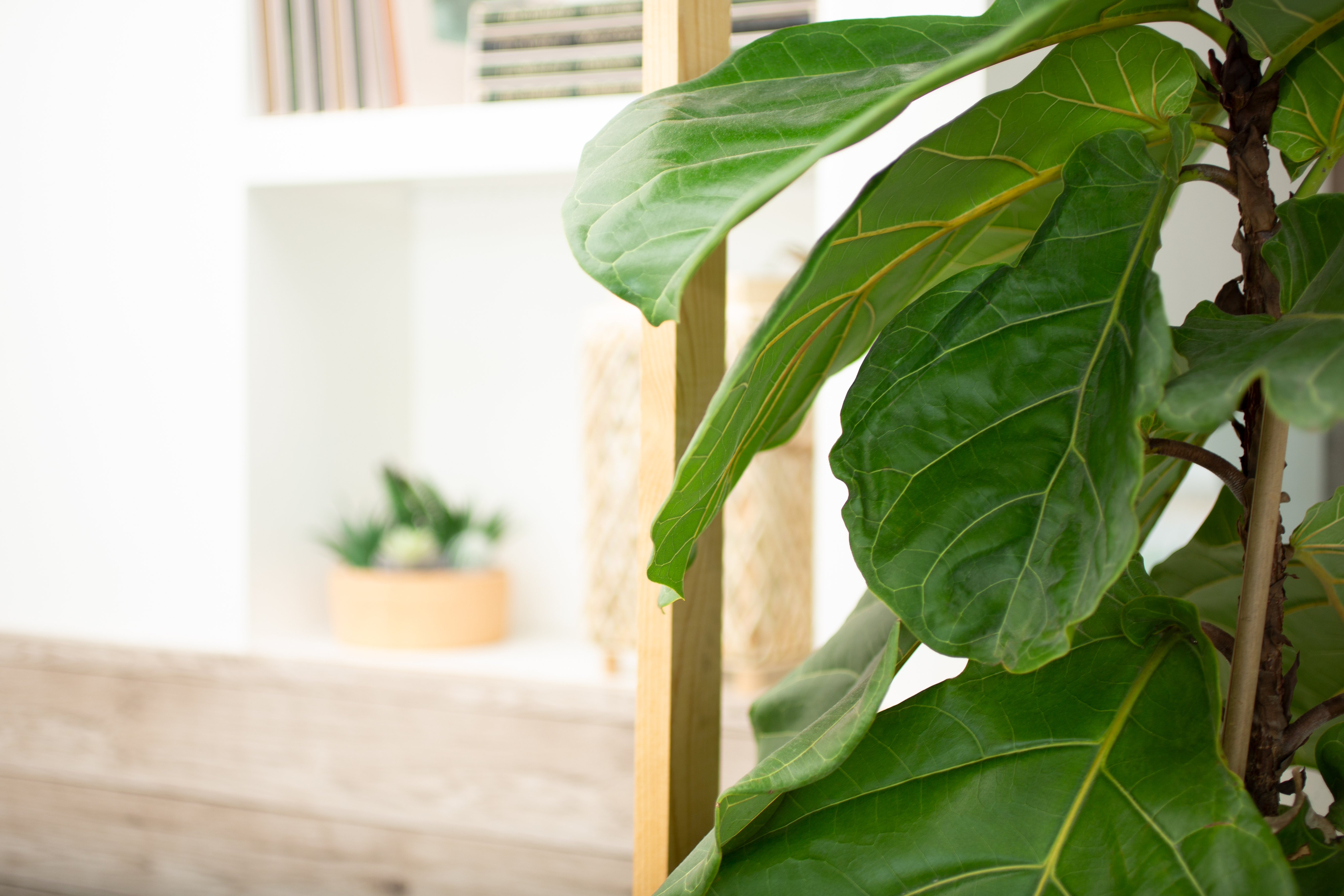 Fotografía de las hojas de una planta de ficus lyrata retratada en una sala de estar de una casa.
