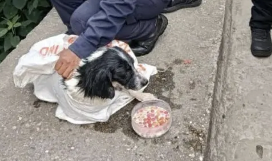 Perro en Huila tuvo segunda oportunidad: policía lo rescató tras ser lanzado a un río
