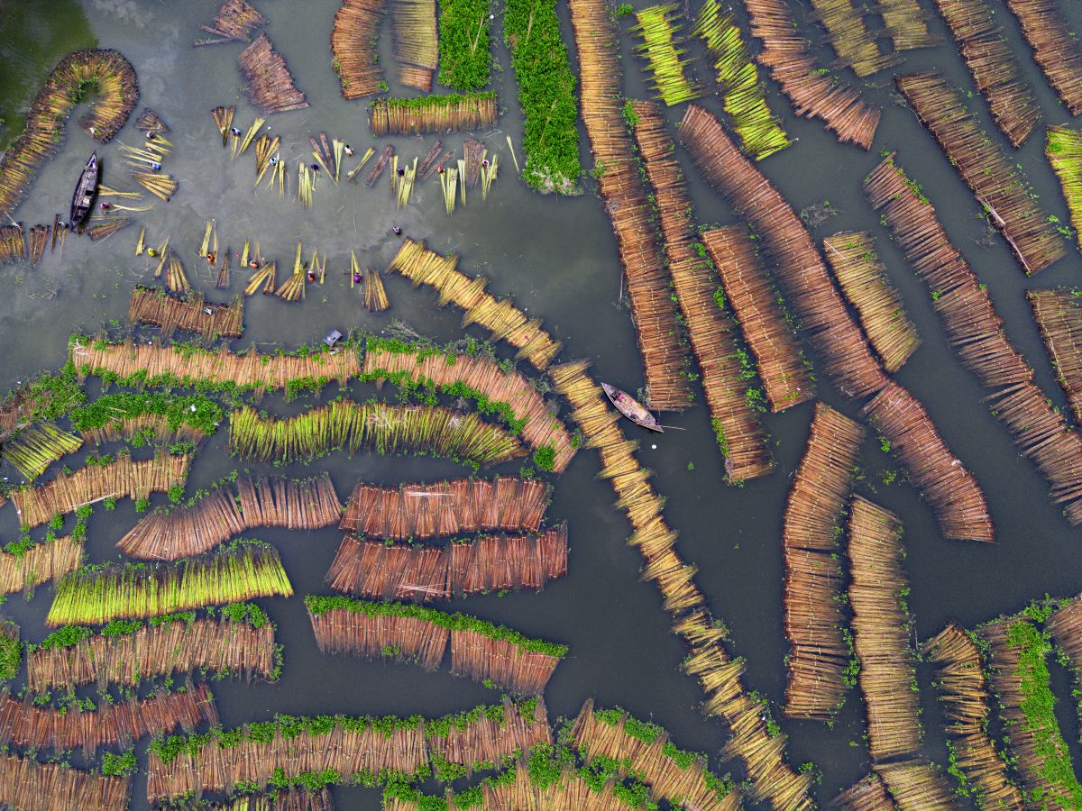 Ganadora de 'Naturaleza, alimentación y agricultura': Miles de tallos de yute flotan en el agua, creando patrones sorprendentes. Los agricultores sumergen el yute en agua para separar la fibra del tallo de la planta. Las fibras se venden para su uso en textiles, como hilo, hilo retorcido, sacos, bases para alfombras y telas para cortinas.