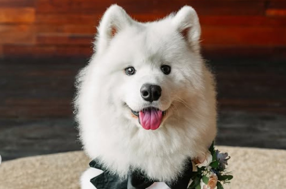 Lumi, el perro que fue protagonista en la boda de sus dueños