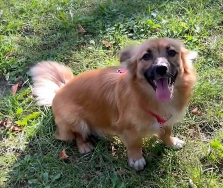 La emotiva transformación de Mali, perrita rescatada de la guerra en Ucrania