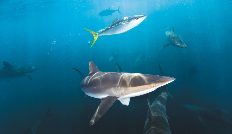 Todo ha sido un malentendido con los tiburones