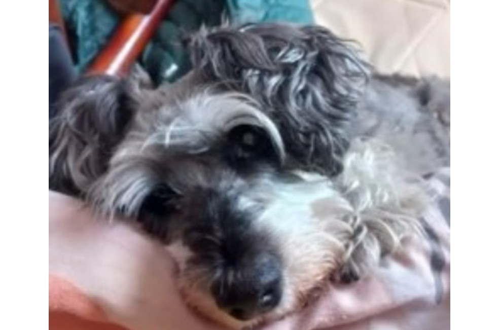 Robo de un perro ciego en Bogotá: familia pide ayuda para recuperarlo