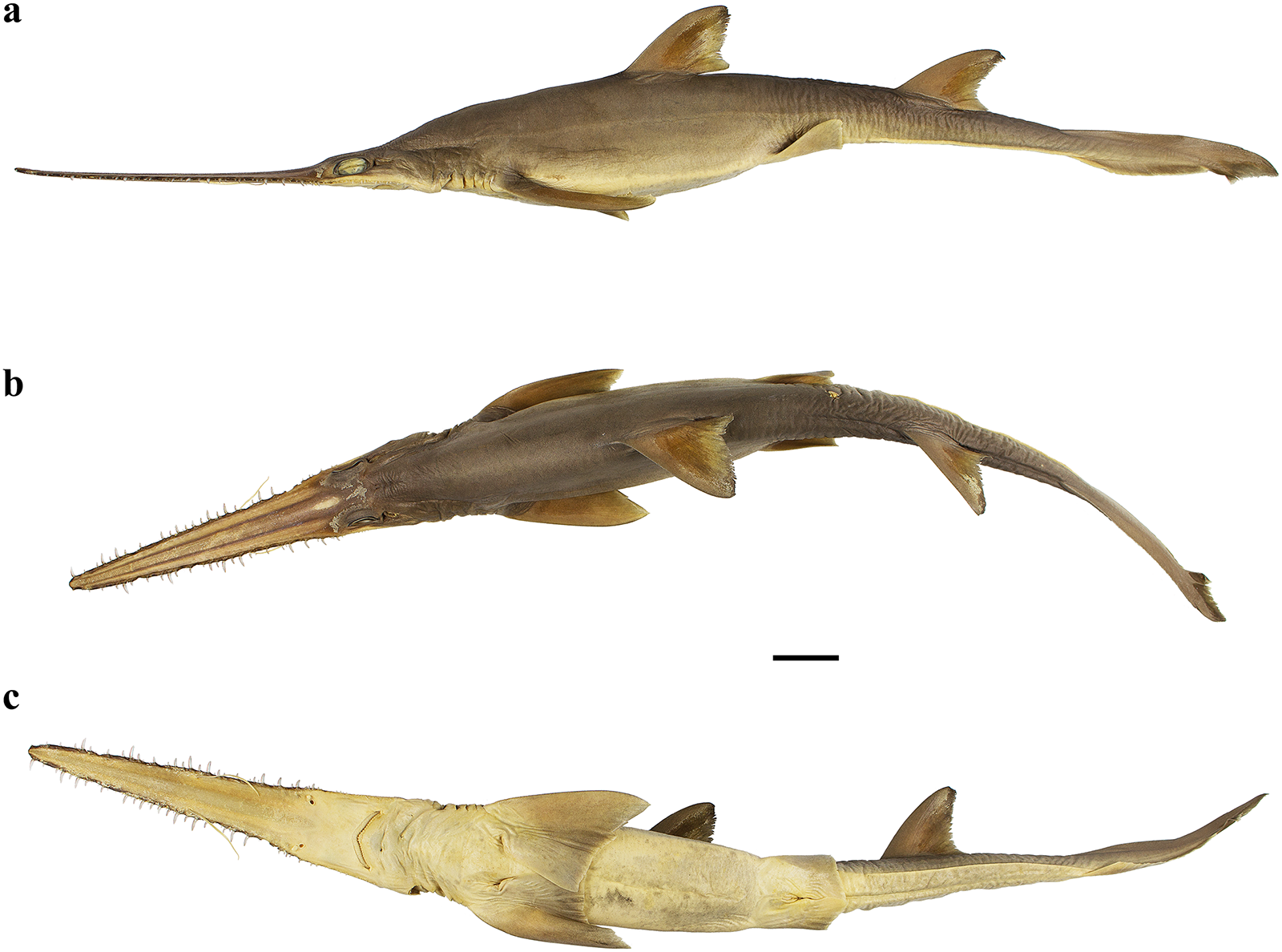 Todavía no hay una explicación de por qué estos tiburones sierra tienen seis hendiduras branquiales.