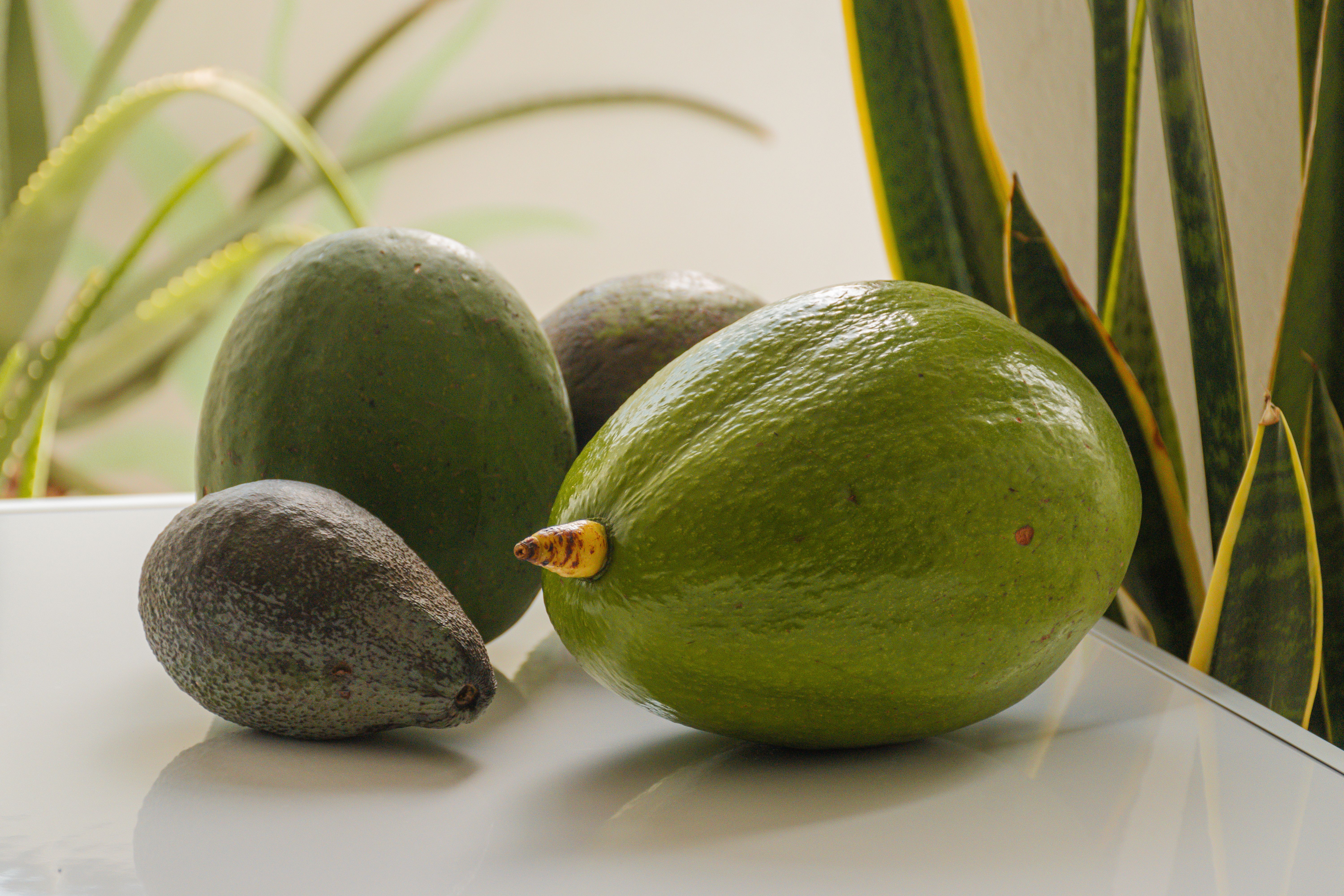 ¿A qué distancia se siembra el aguacate y cuántos árboles pueden caber en una hectárea?