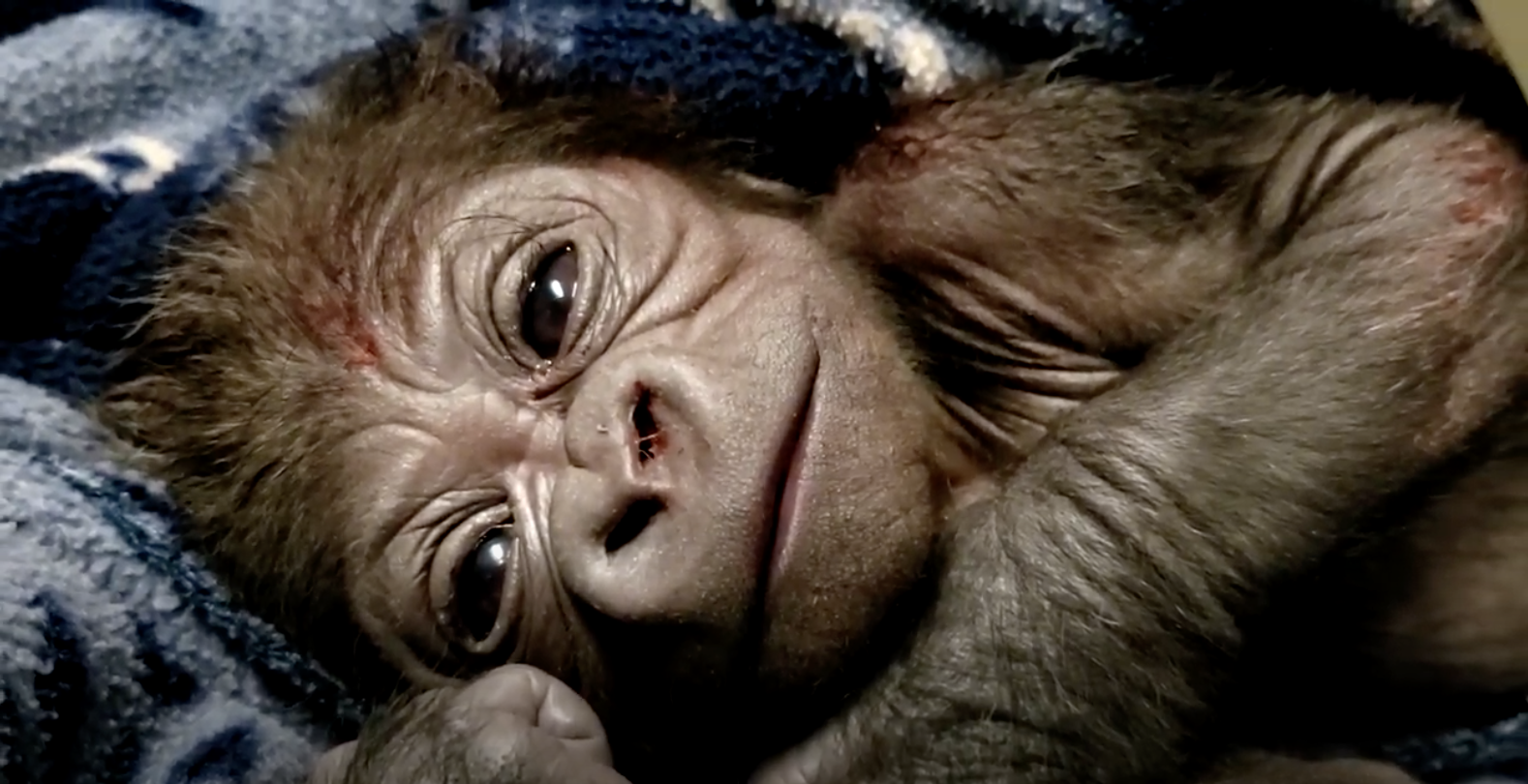 En video: el nacimiento de un adorable gorila en peligro de extinción en el zoo New England