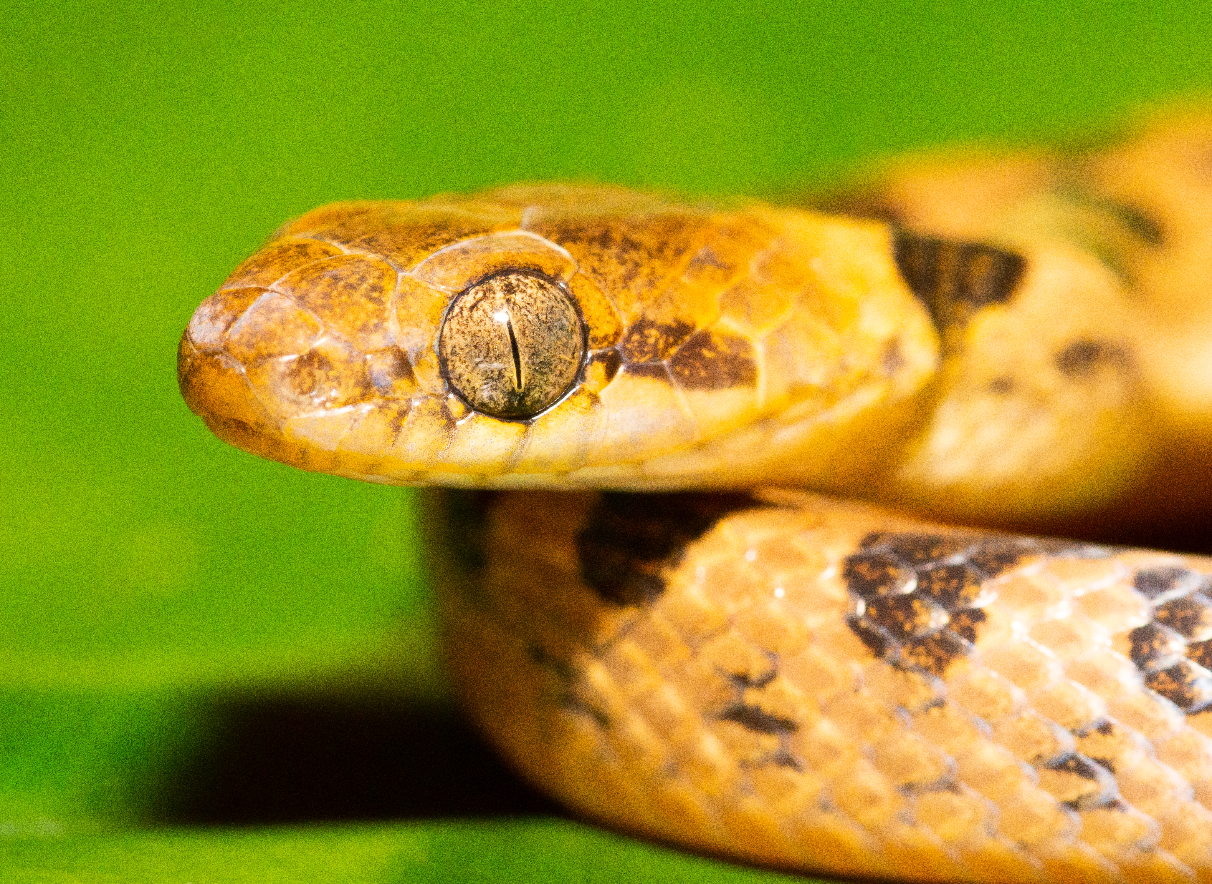 anfibios y reptiles en el café