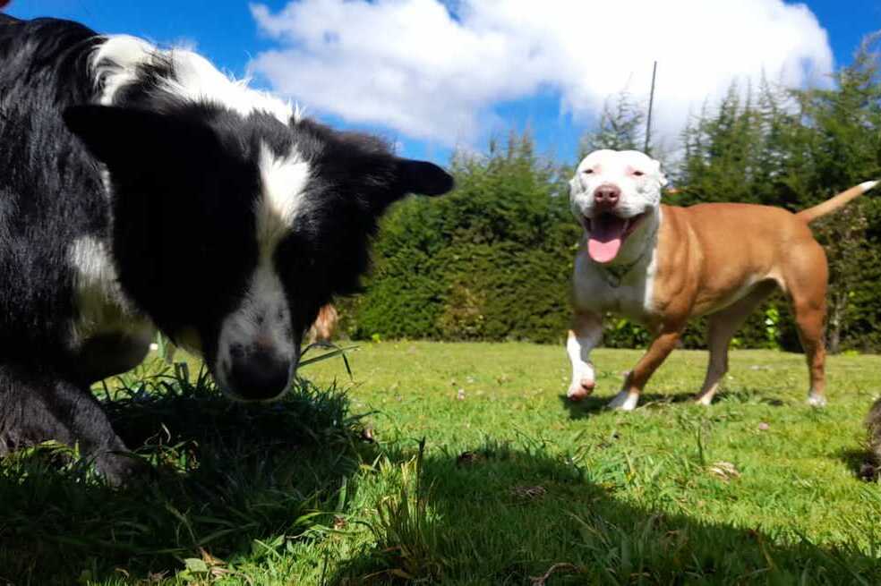 La justicia condenó al hombre que golpeó a Katira, una pitbull rescatada en 2022