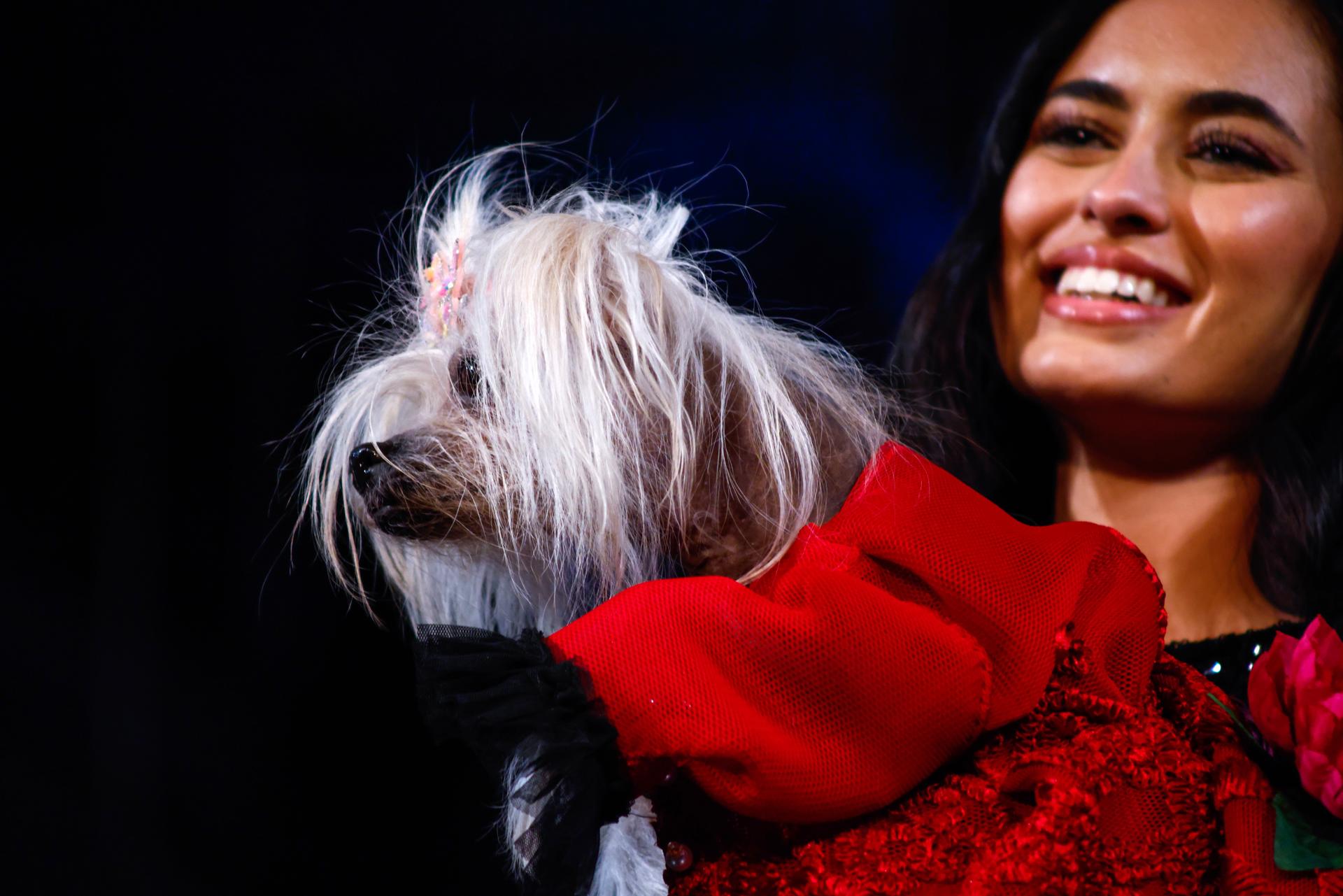 NEW YORK (United States), 15/02/2026.- A model with a dog present creations by designer Anthony Rubio during New York Fashion Week, in New York, New York, USA, 15 February 2026. (Moda, Nueva York) EFE/EPA/KENA BETANCUR