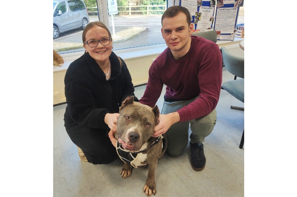 Ellie, la perra Bully XL que se salvó y encontró un hogar justo a tiempo en Inglaterra
