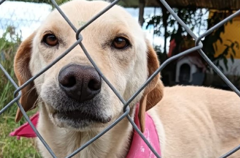 Corte Constitucional levanta restricciones para mascotas en conjuntos residenciales