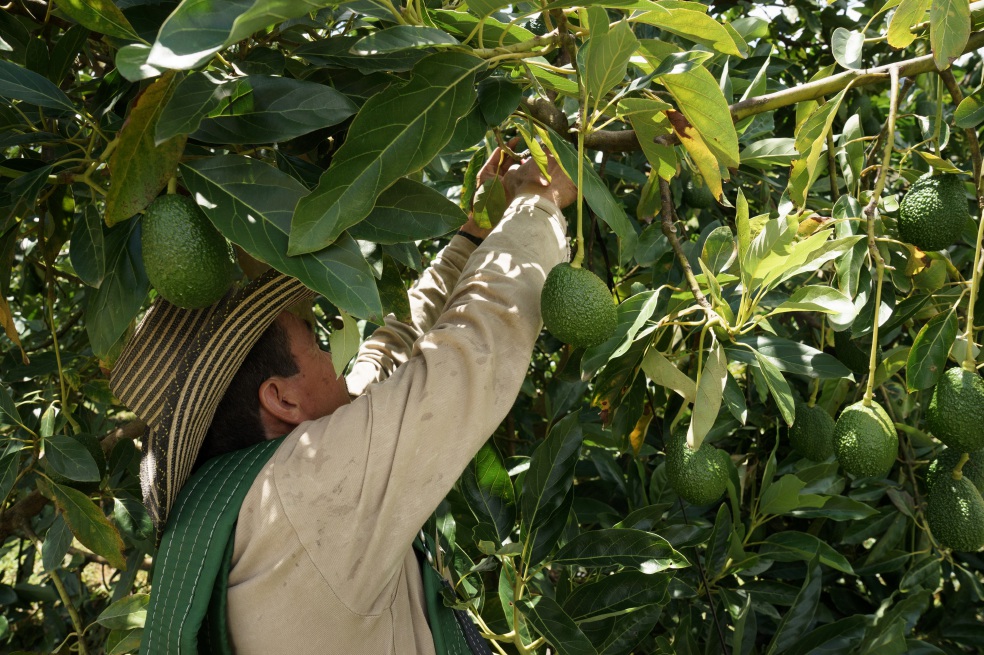 El 90 % de las ayudas para el agro por coronavirus no son para producir