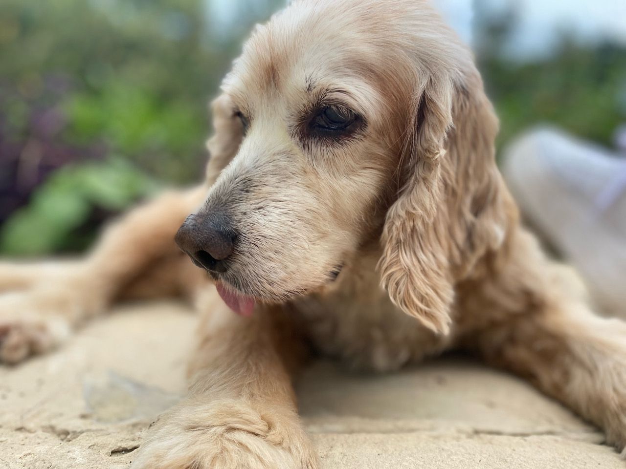 Buscan a Sabina, perrita de apoyo emocional de 14 años desaparecida y que requiere cuidados