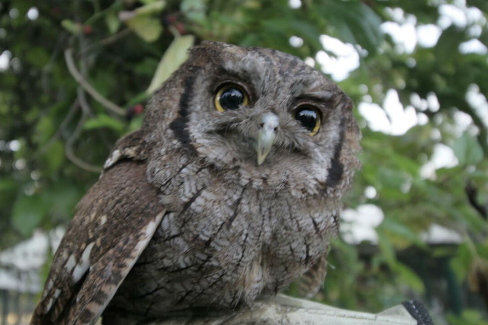 En el Día mundial de la vida silvestre, 106 aves tomaron vuelo en Bogotá