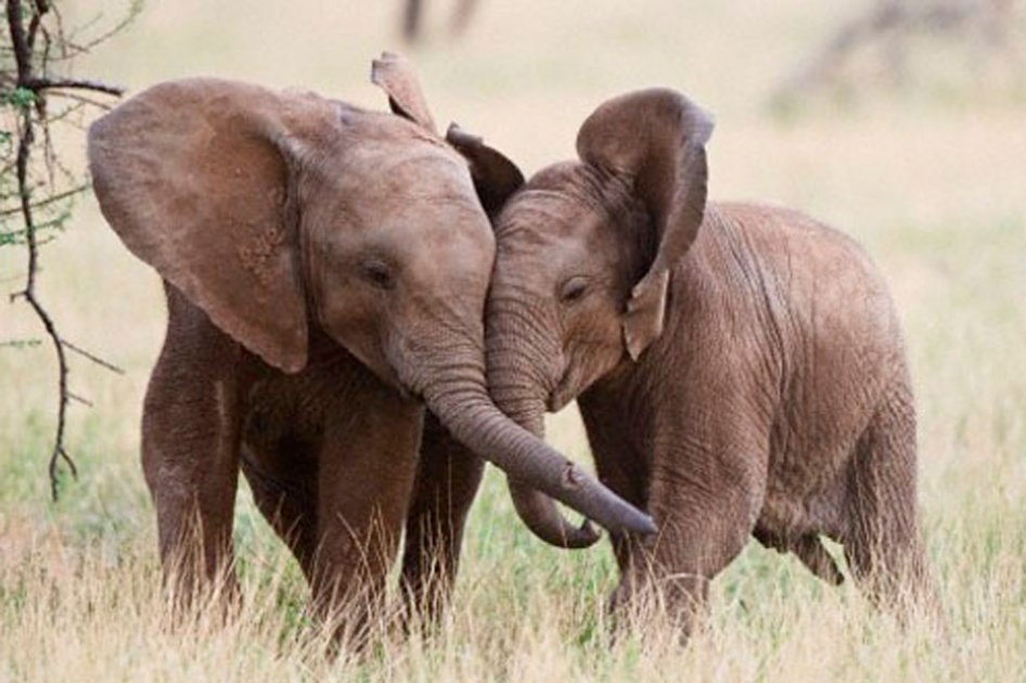 Cazadores furtivos mataron a una familia de 11 elefantes en Kenia
