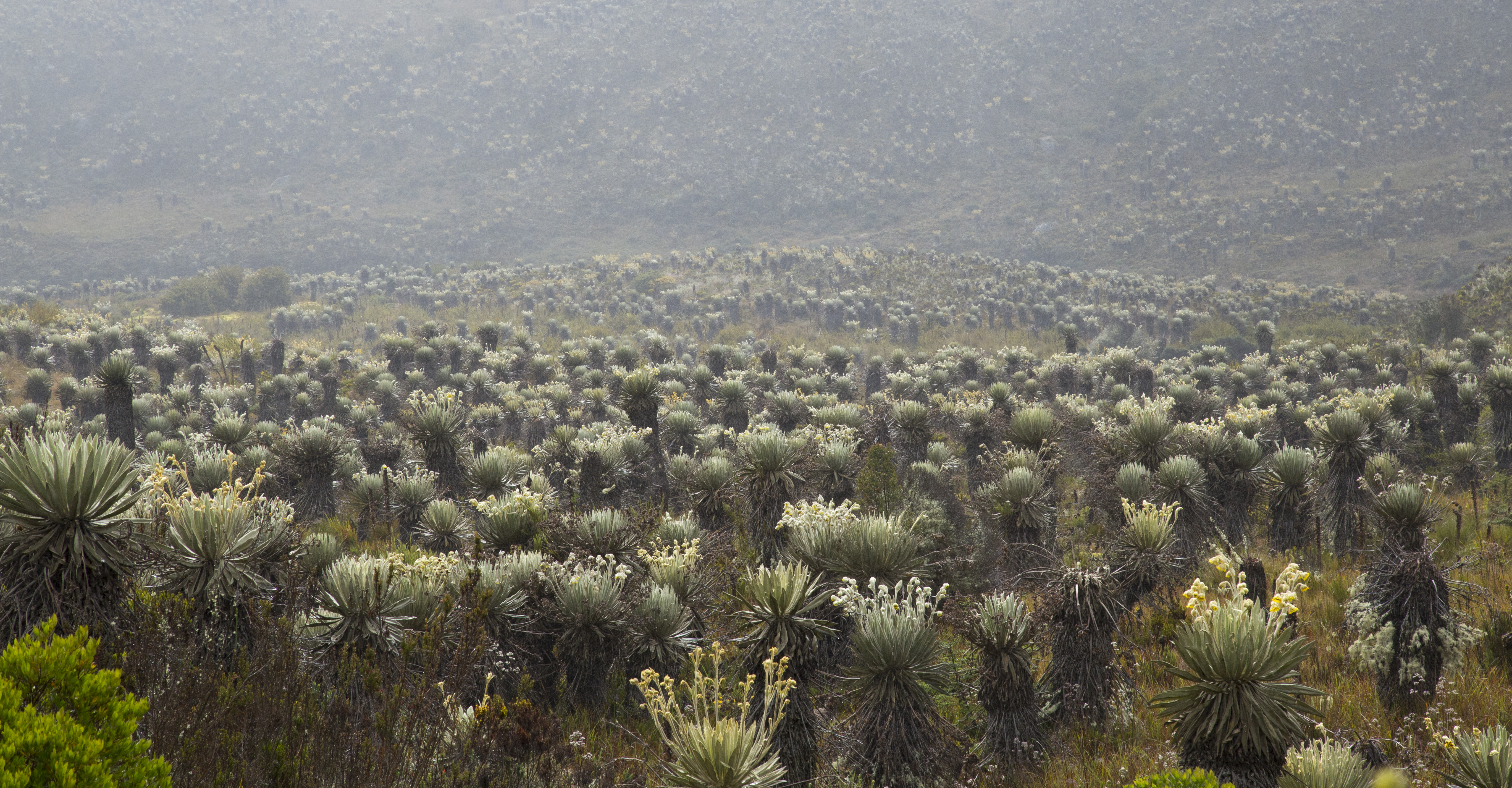 En los frailejones nace gran parte del agua que abastece a millones de colombianos.