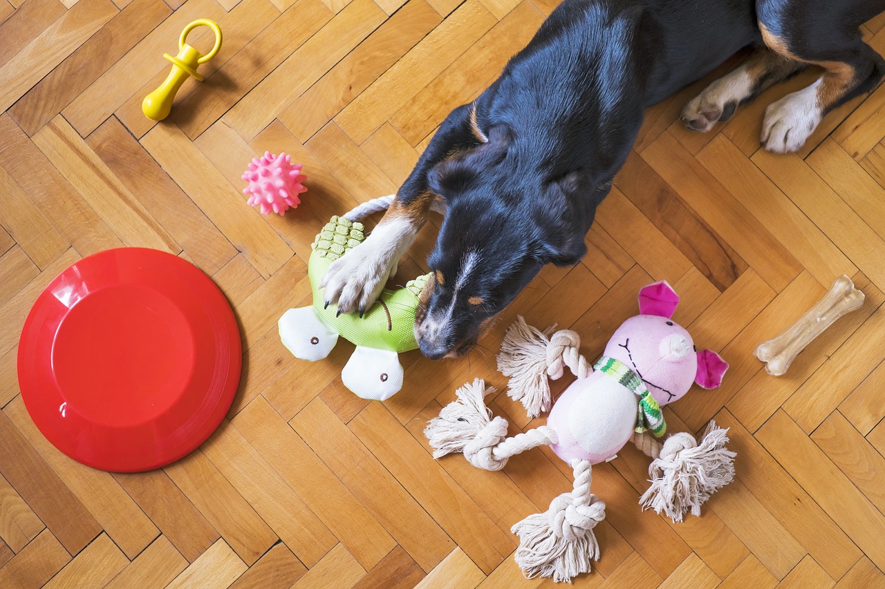 ¿Qué juguetes caseros le puedo hacer a mi perro o gato? Estas son algunas ideas