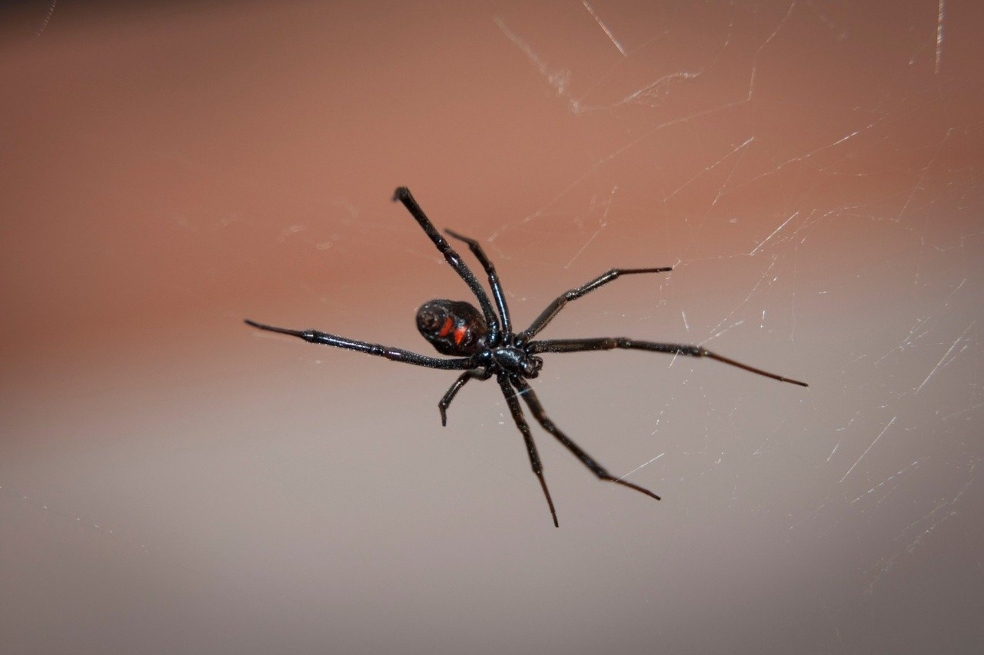 Tres niños se hicieron picar de una viuda negra para tener los poderes de Spider-Man