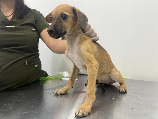 Así rescataron a cinco perros maltratados en Cali: estaban en desnutrición severa