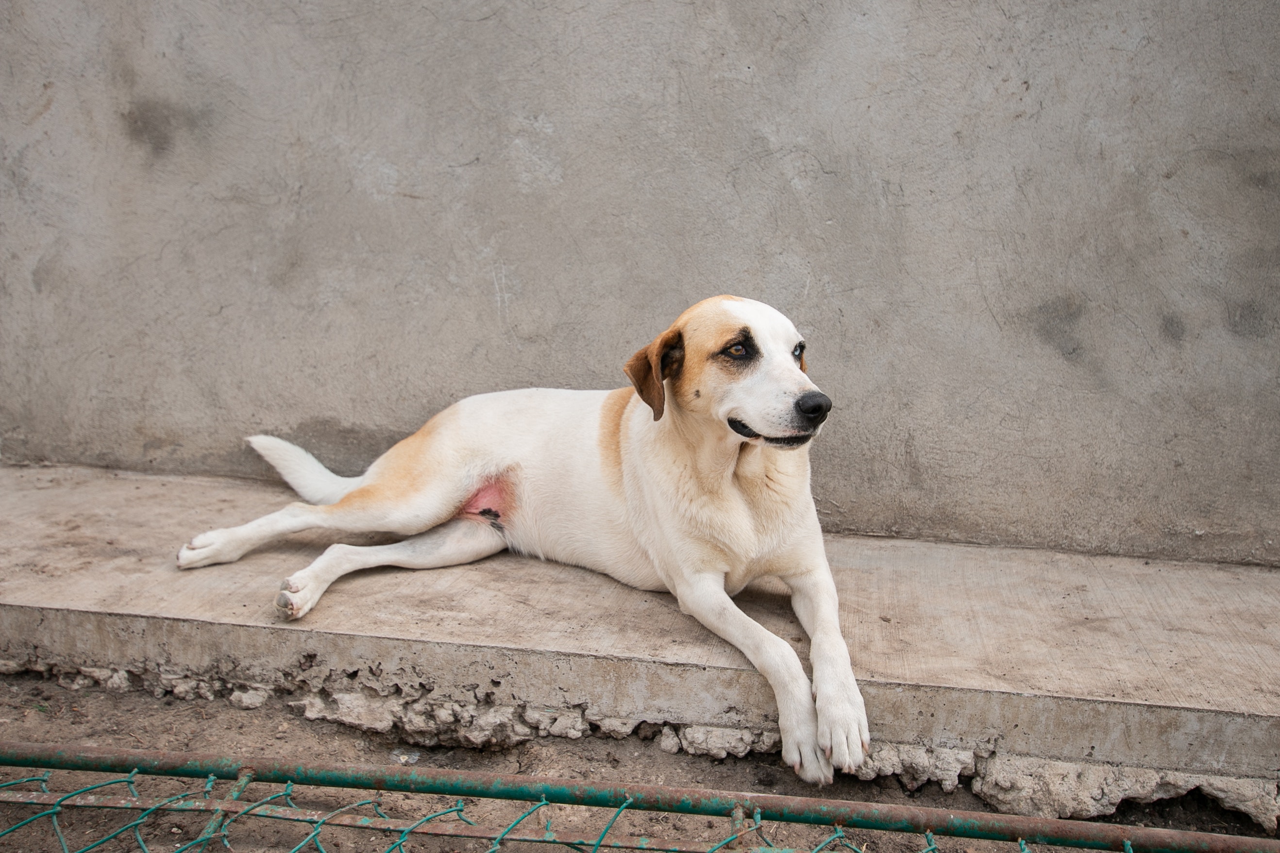 Transforme la vida de los perros de cuadra: consejos para mejorar su bienestar