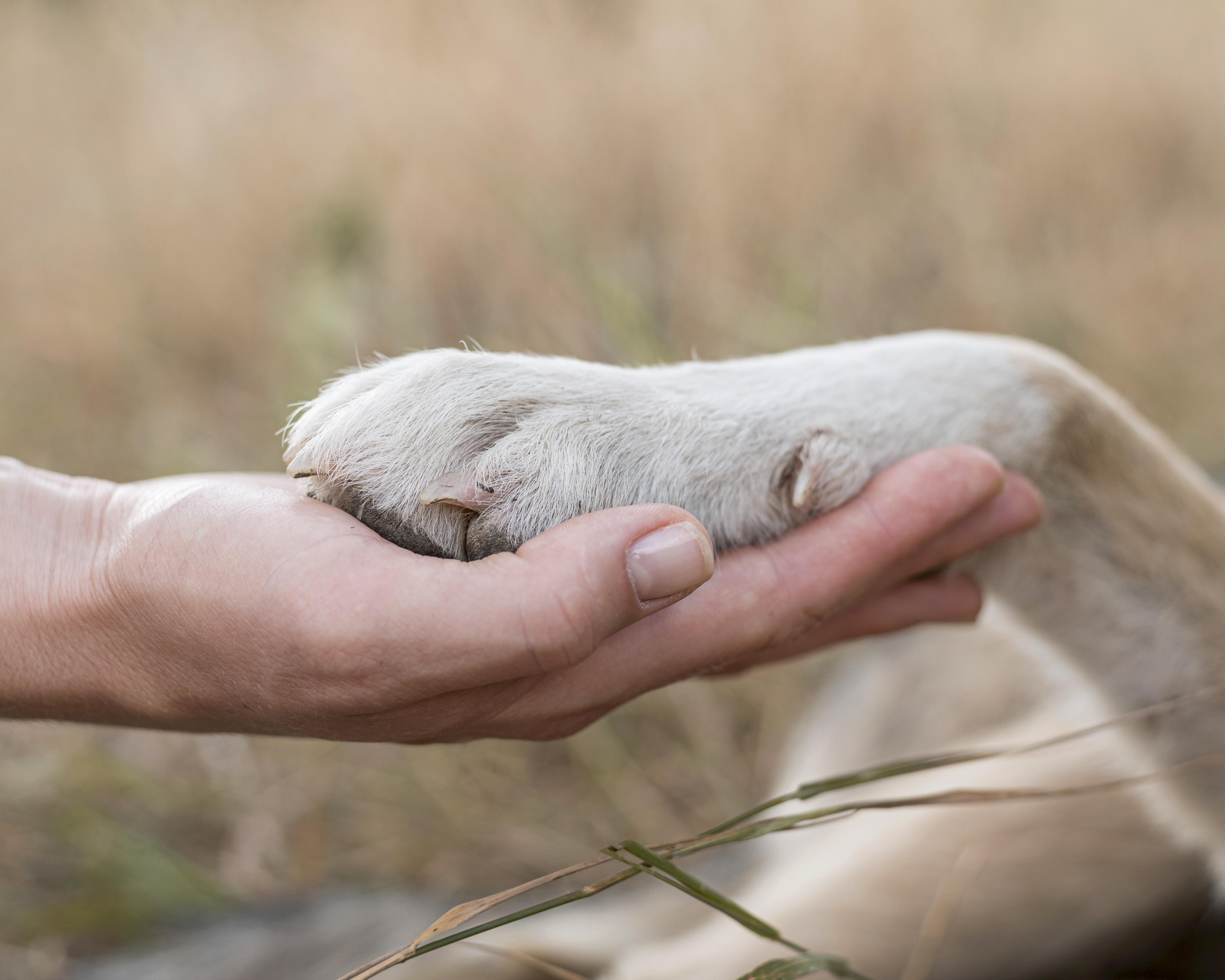 Perro abandonado encuentra un hogar tras esperar 300 días en refugio: esta es su historia
