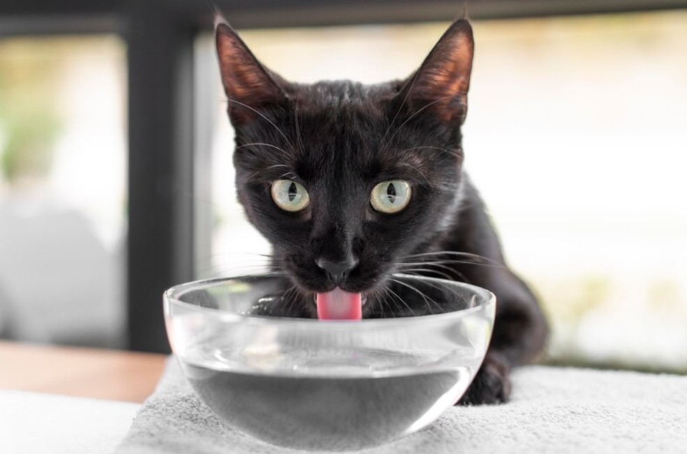 ¿Cada cuánto debo cambiar el agua de mi gato?