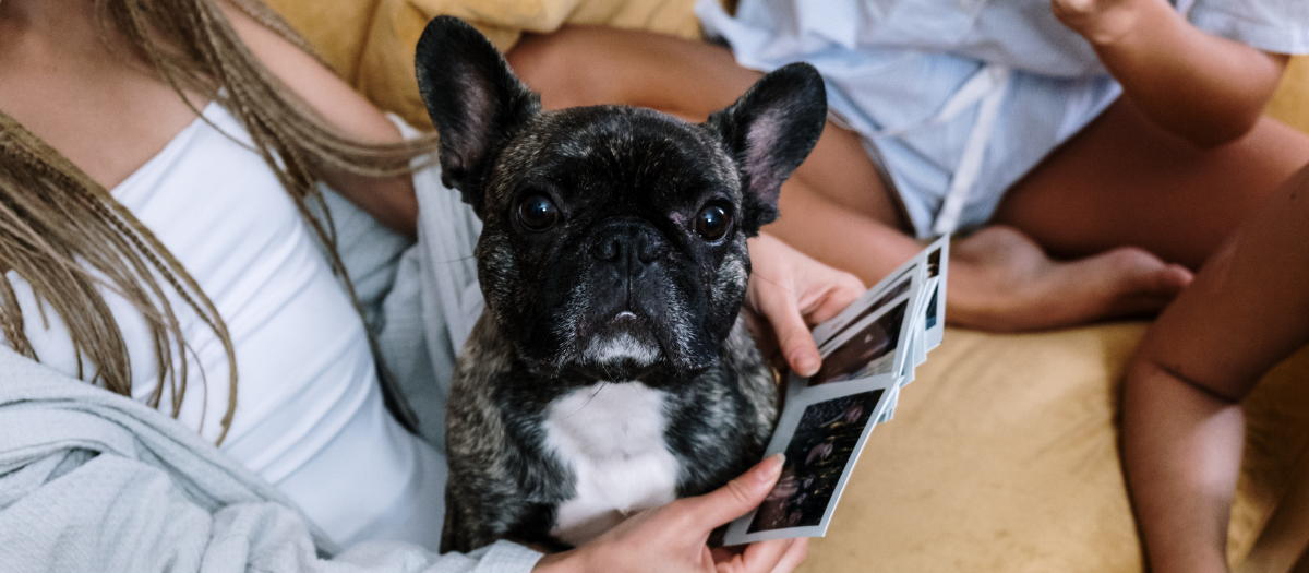 Perros de hocico chato: ¿por qué varios países buscan reducir su reproducción?