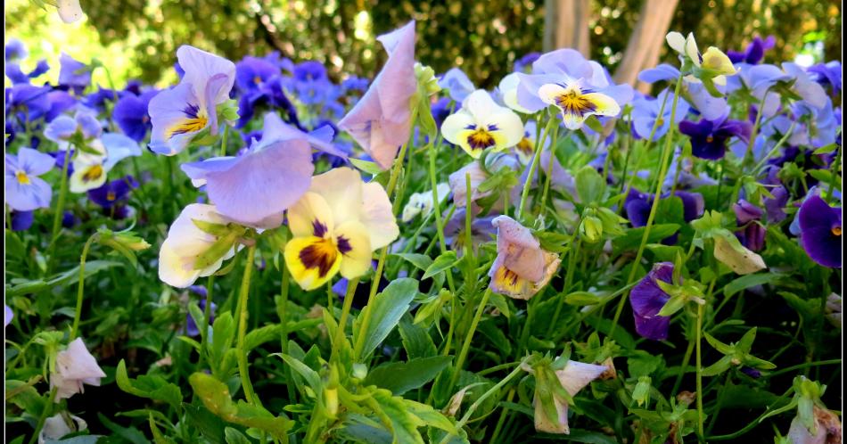 Cuatro ideas para mejorar tu jardín